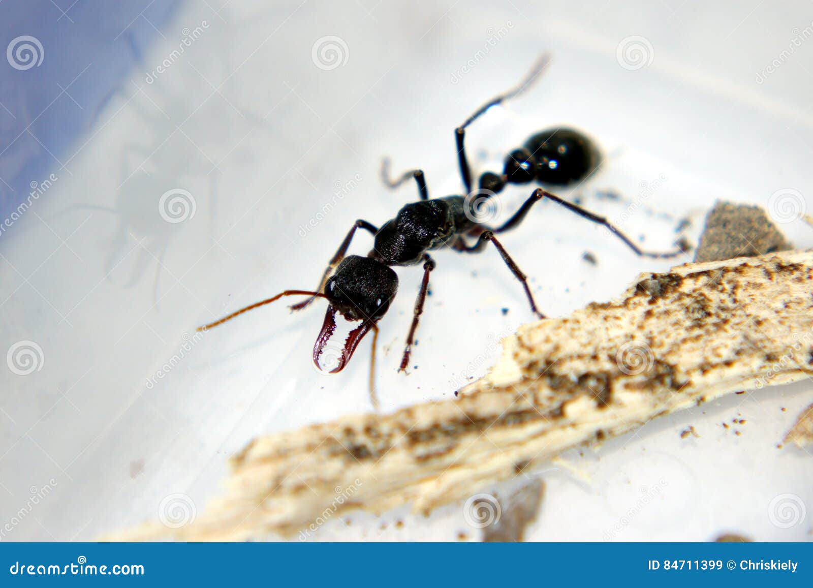 Pouce Ant Which Bit Me image stock. Image du pressant - 84711399