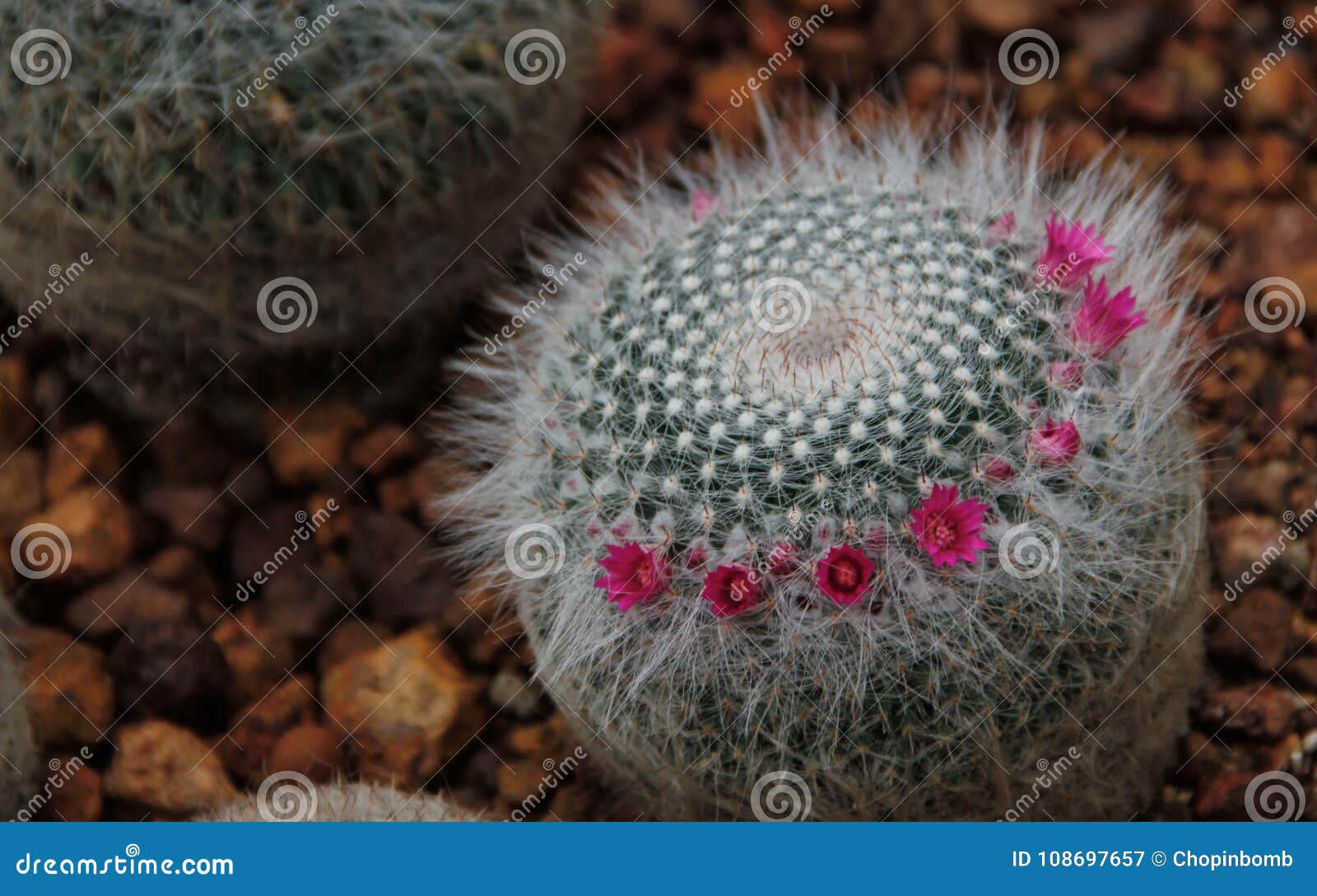 Pouco Cacto Minúsculo Com As Flores Cor-de-rosa Pequenas Imagem de Stock -  Imagem de agulha, nave: 108697657