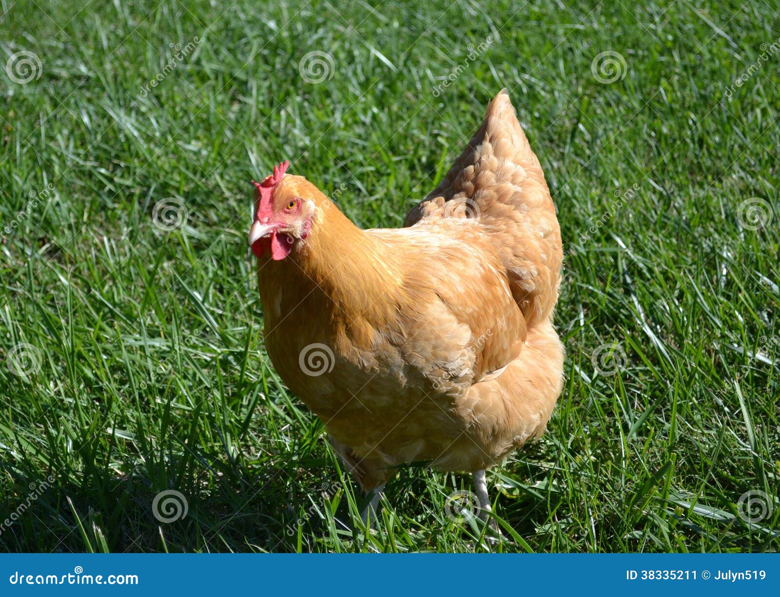 Poule d'or image stock. Image du poules, verger, poule 38335211
