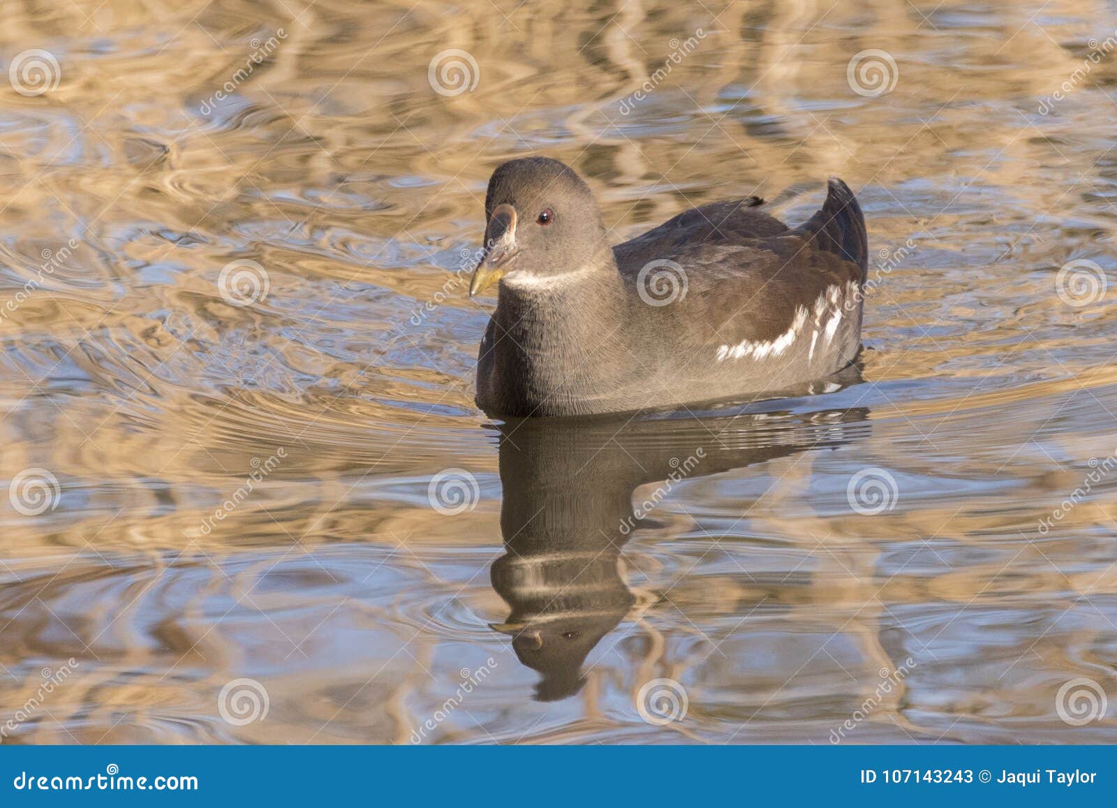 Poule D'eau Juvénile Dans La Lumière D'or Des Roseaux Sur Le Terrain  Communal Ornemental De Southampton D'étang Image stock - Image du étang,  jeune: 107143243