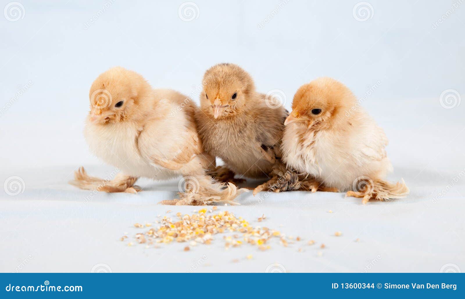 Poulet de chéri. Trois babychickens se reposant ainsi que de la nourriture devant eux