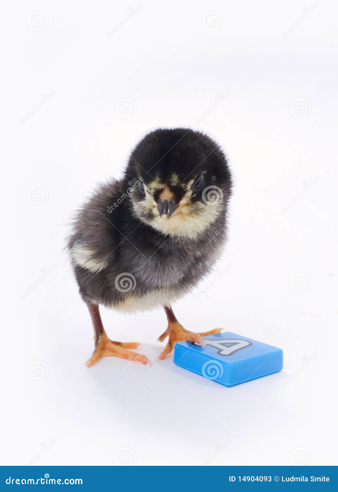 Poulet et lettre. image stock. Image