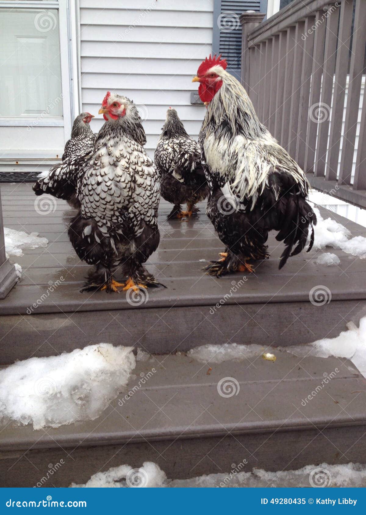 Poulets humides. Coq humide et poules se tenant sur le porche sous la pluie