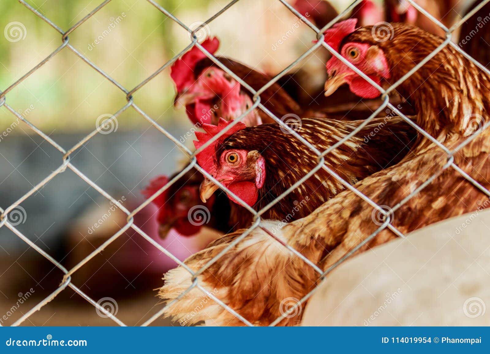 Poulets Ou Poules à Lu0027intérieur Du0027une Maison De Cage Ou De Poule 