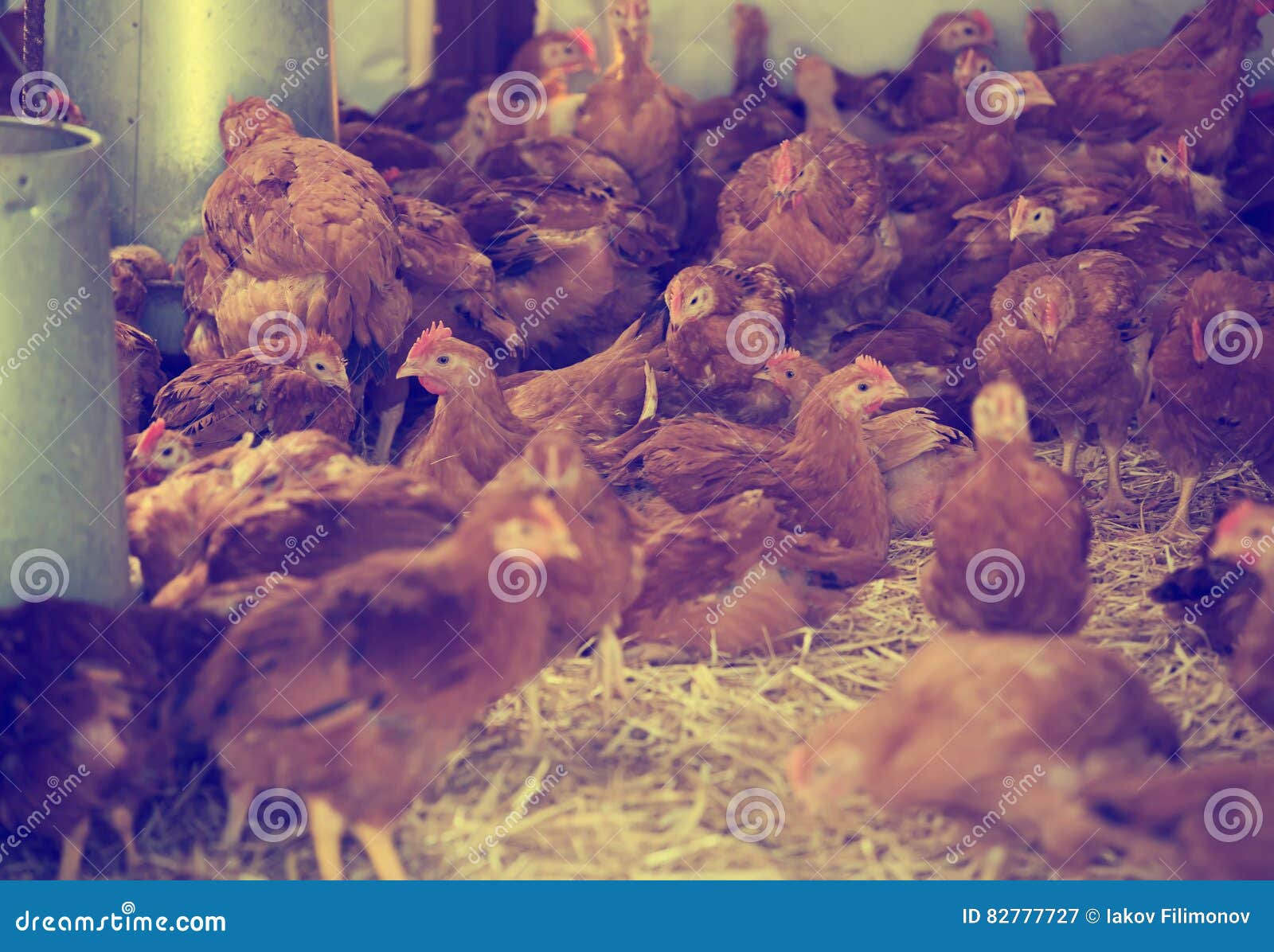 Poulets Sur La Ferme Avicole Image stock Image du foin, accroissement 82777727