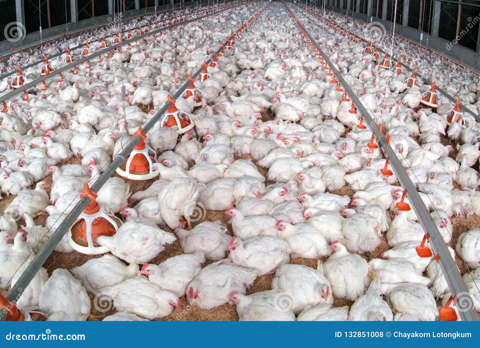 poultry broiler in housing farm business