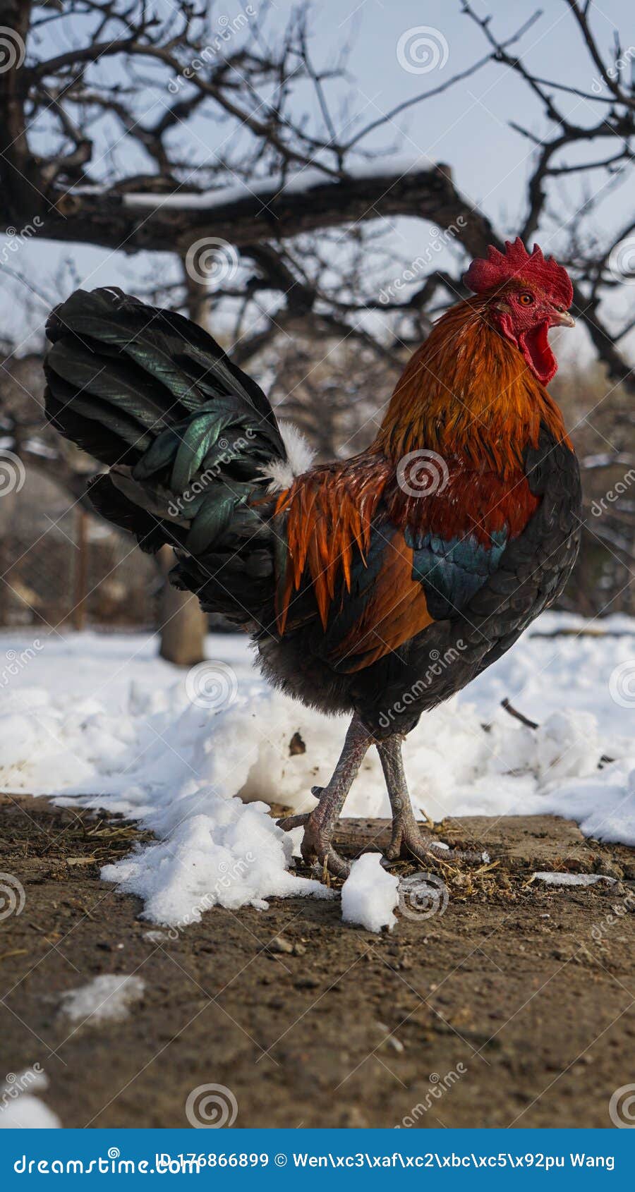 poultry chickens in snow aftermath