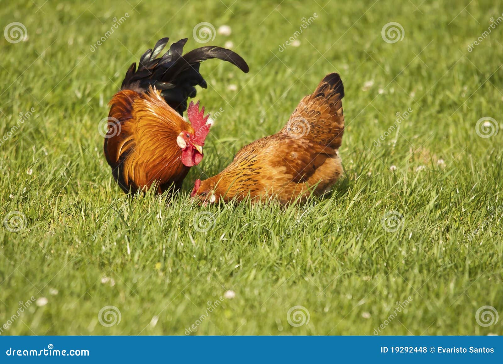 Poultry (domestic fowl) stock photo. Image of animal 19292448