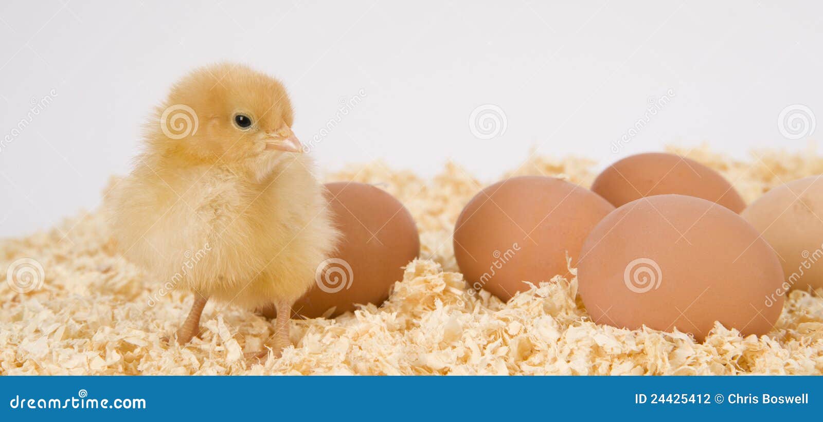 Poultry and Eggs Baby Chick Stands Sawdust Bedding Stock Photo Image
