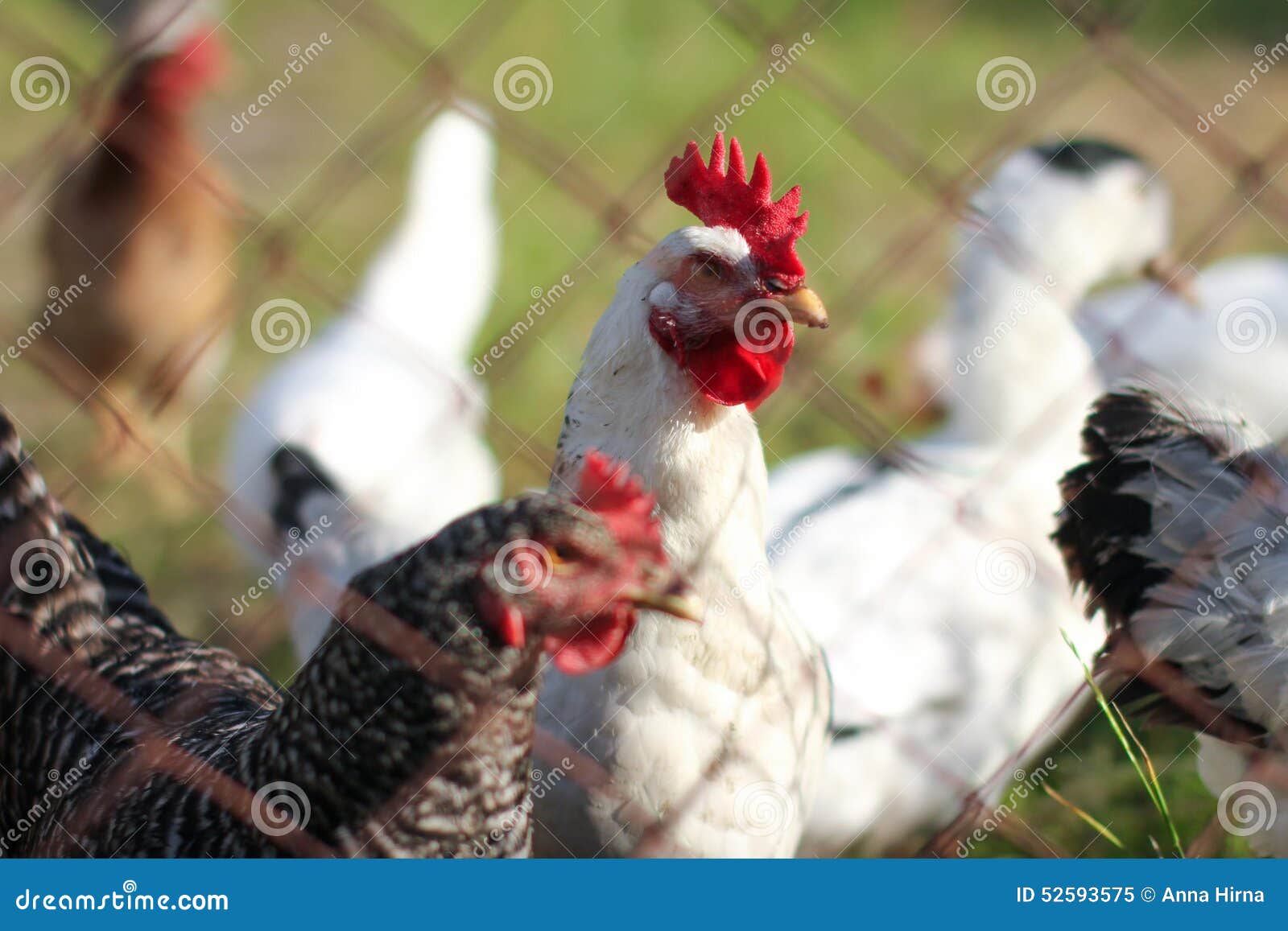 1,105 Chicken Net Stock Photos - Free & Royalty-Free Stock Photos from  Dreamstime