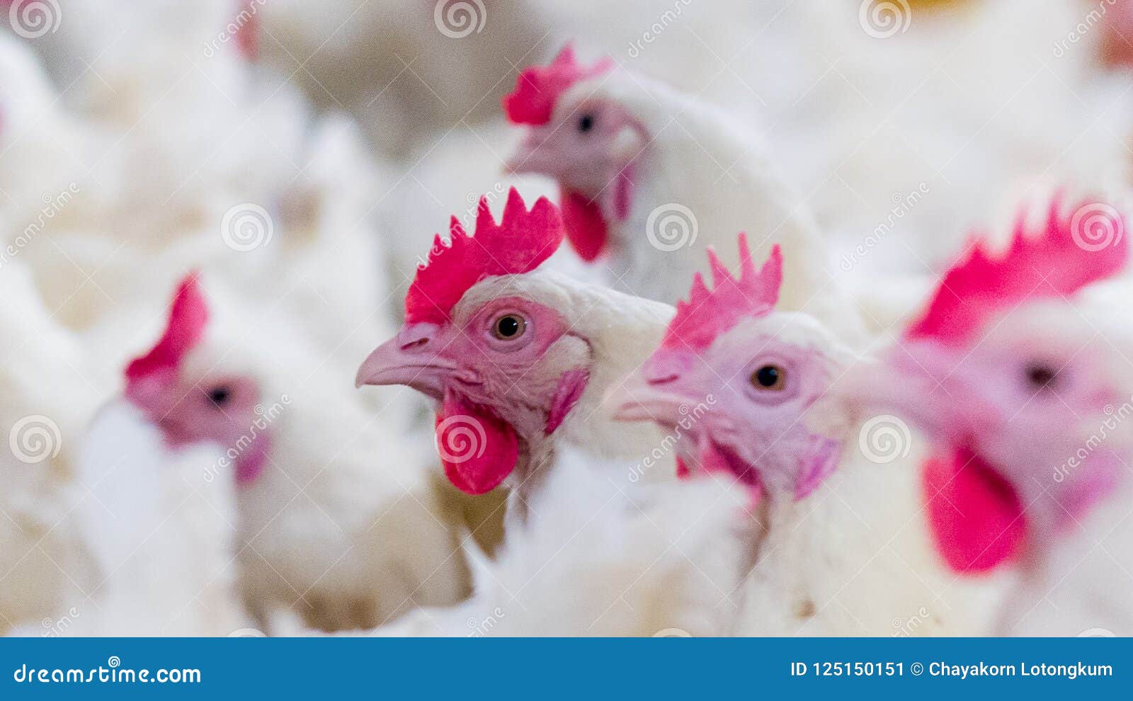 poultry farm with broiler breeder chicken
