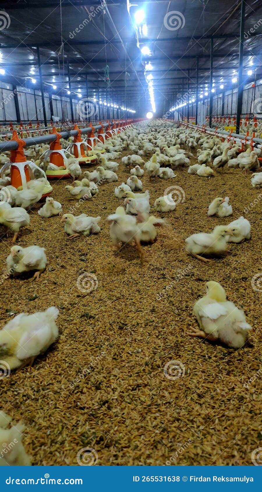 Poultry Farm Broiler Day Old Chicken Stock Photo Image of waterbird