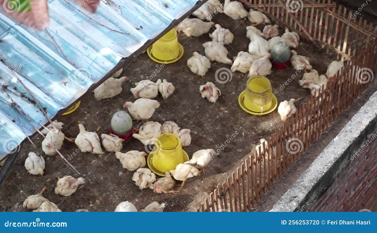 Poultry Farm. Drink and Feed Chicken Stock Footage Video of culture