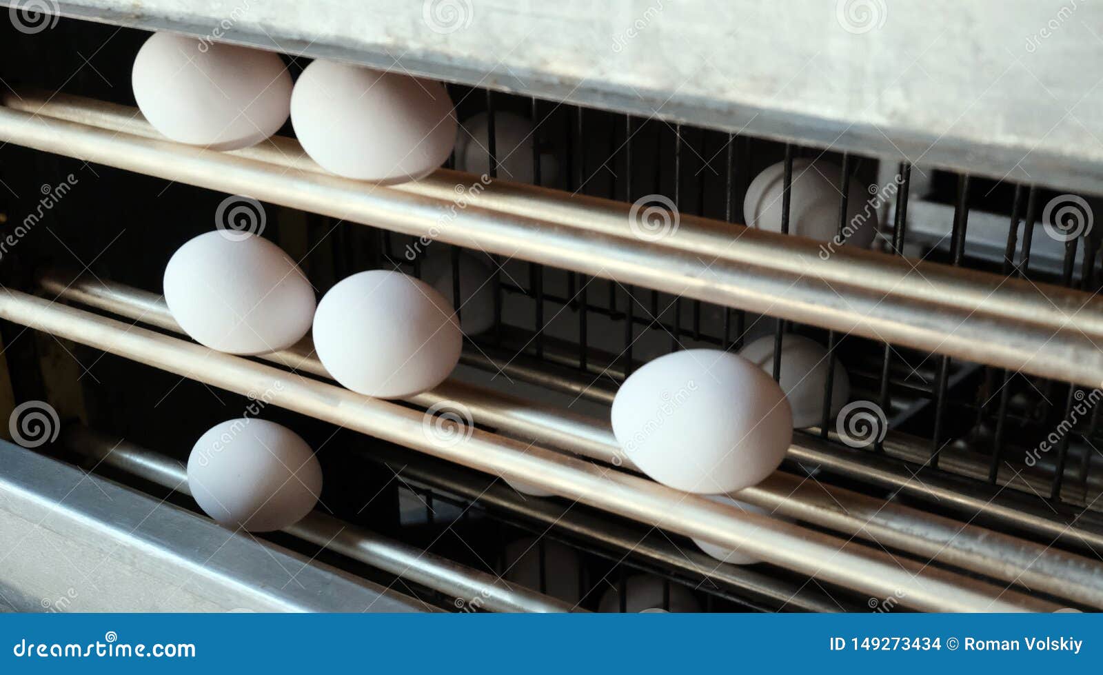 Poultry Farm. Industrial Egg Production Line. Large Eggs on the
