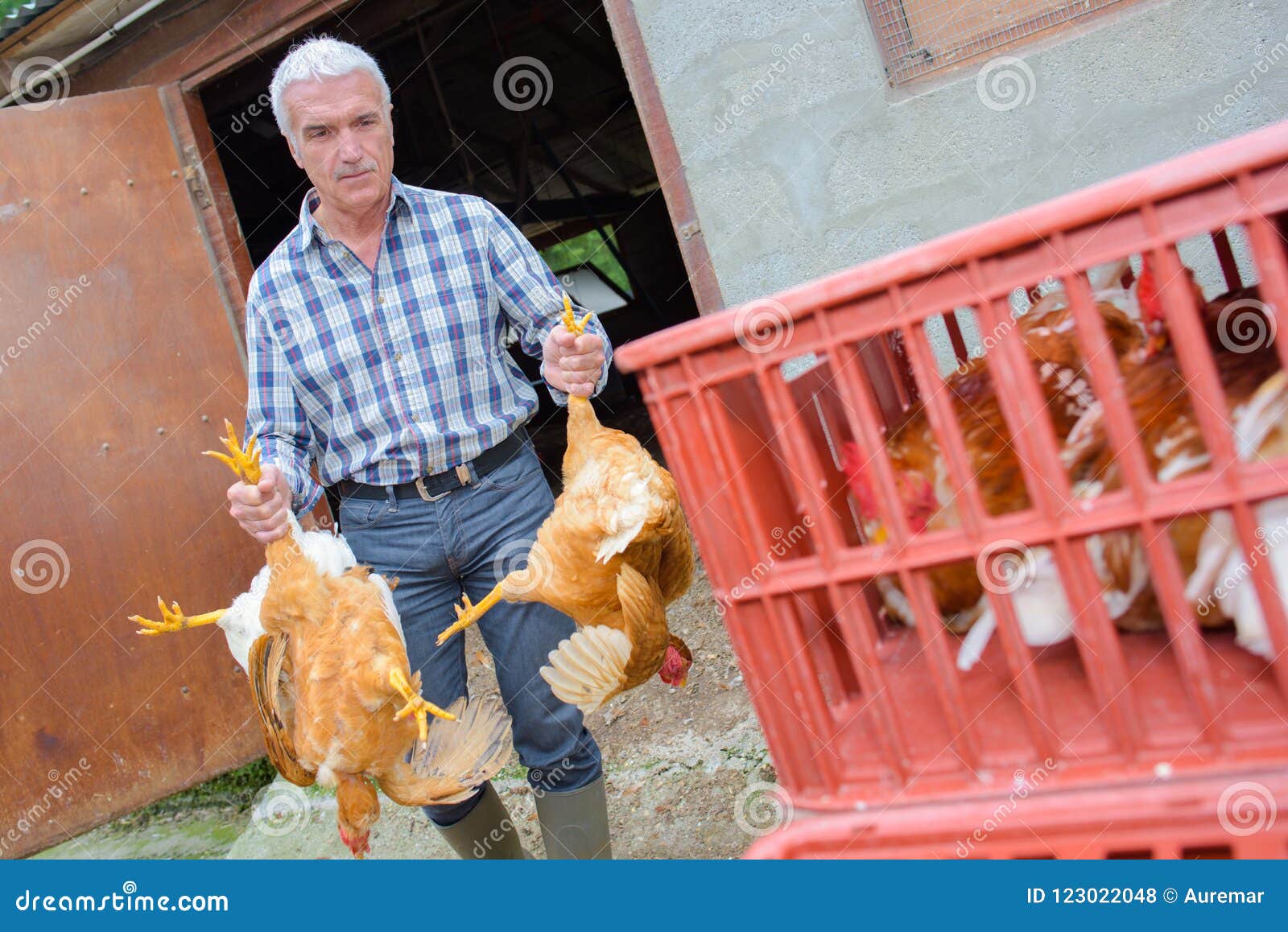 Poultry Farmer Transporting Livestock Stock Photo Image of industrial