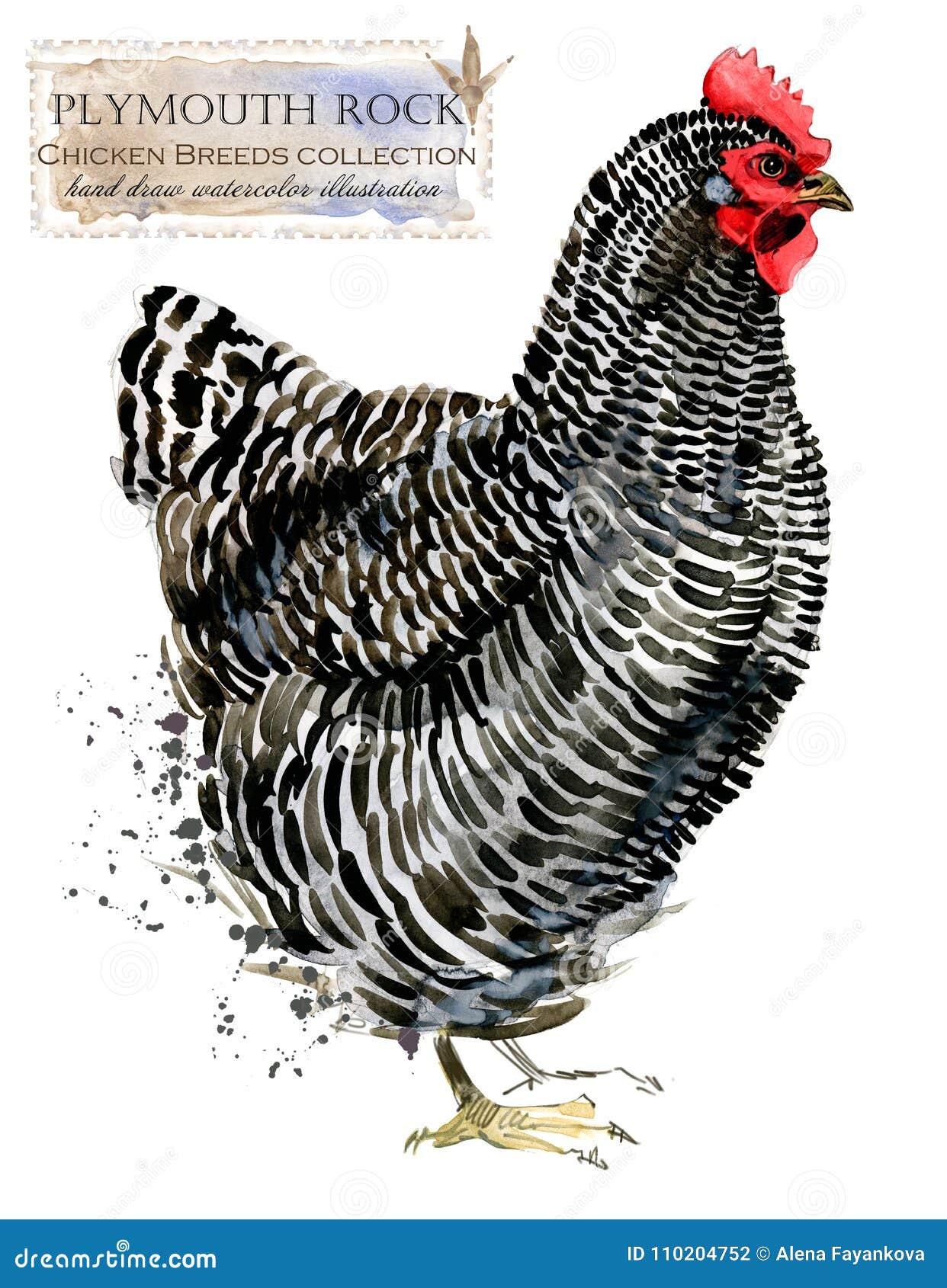 poultry farming. chicken breeds series. domestic farm bird