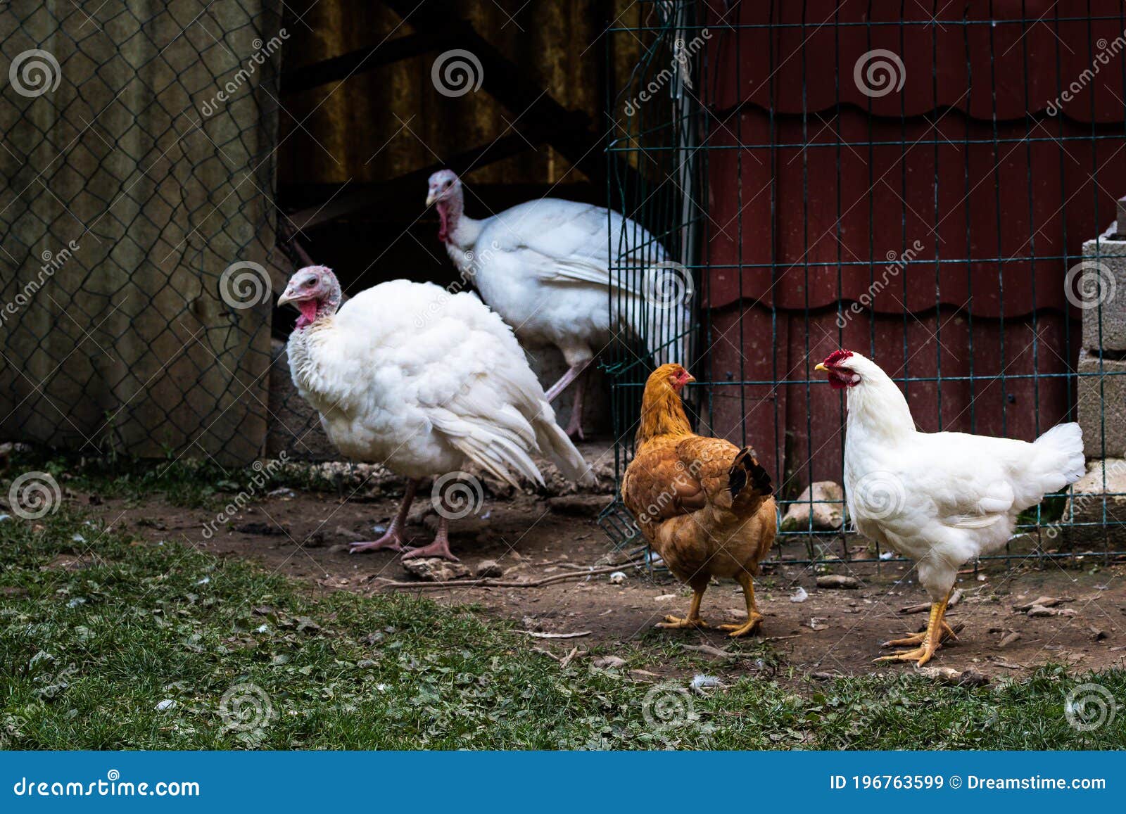 Poultry Farming Turkeys and Chickens. Rustic Scene Stock Image Image