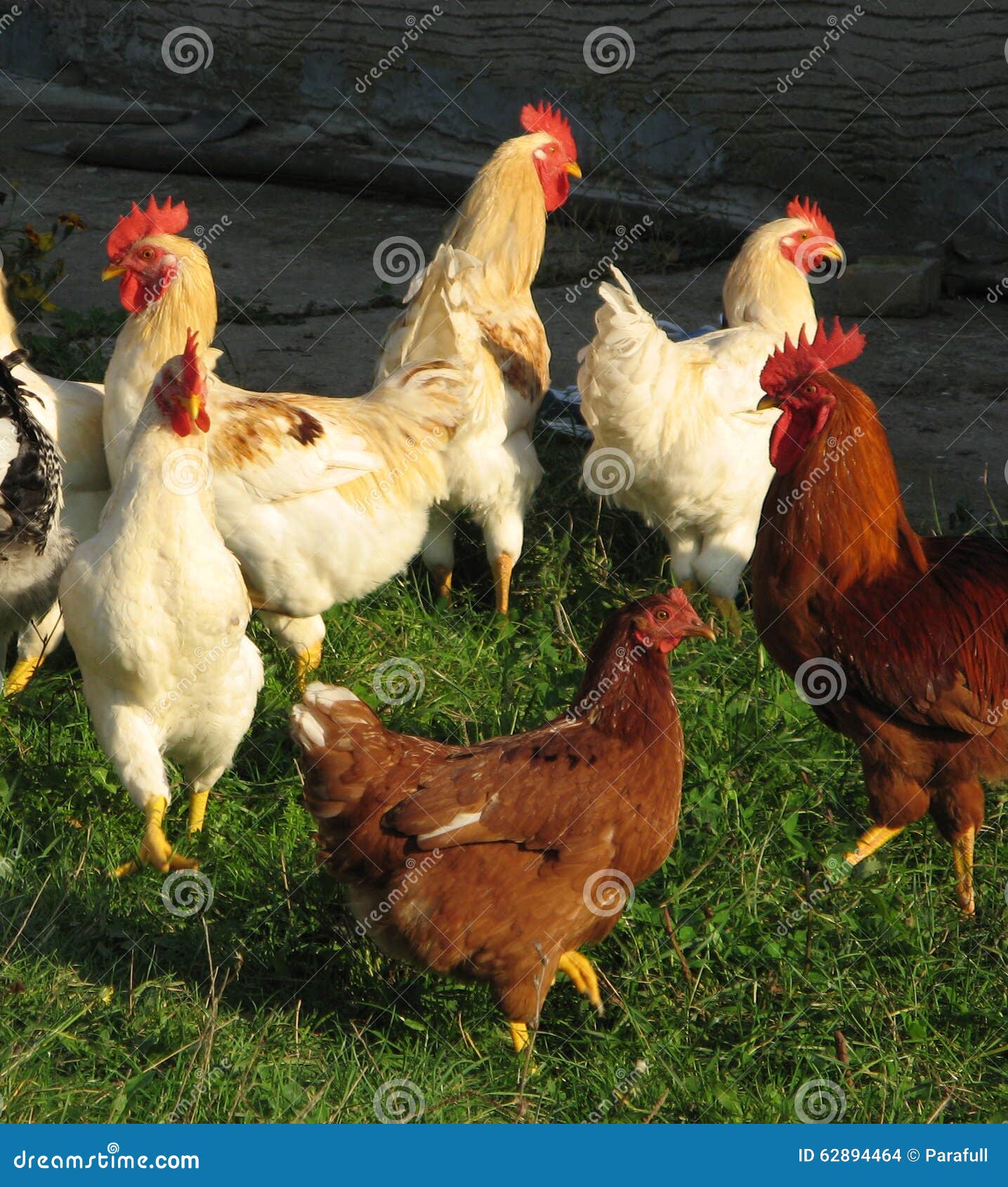 Poultry stock photo. Image of beak, chick, feather, fowl 62894464