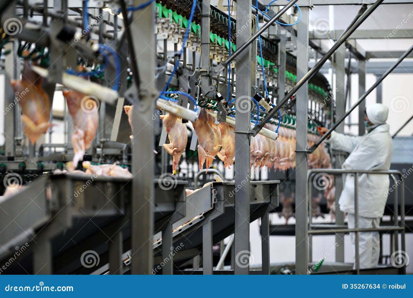 Poultry Meat Processing stock photo. Image of horizontal 35267634