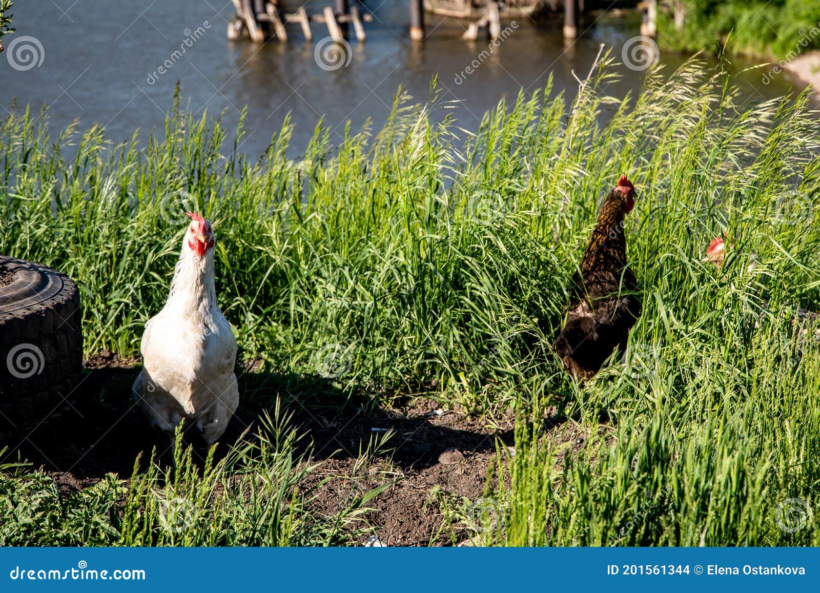Colorful Chickens by the River Stock Photo Image of agriculture