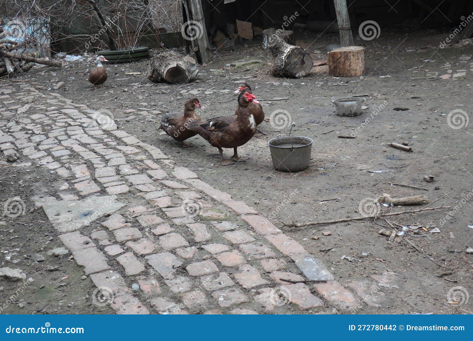 Poultry Turkey Walking and Pecking at Grain Stock Photo Image of