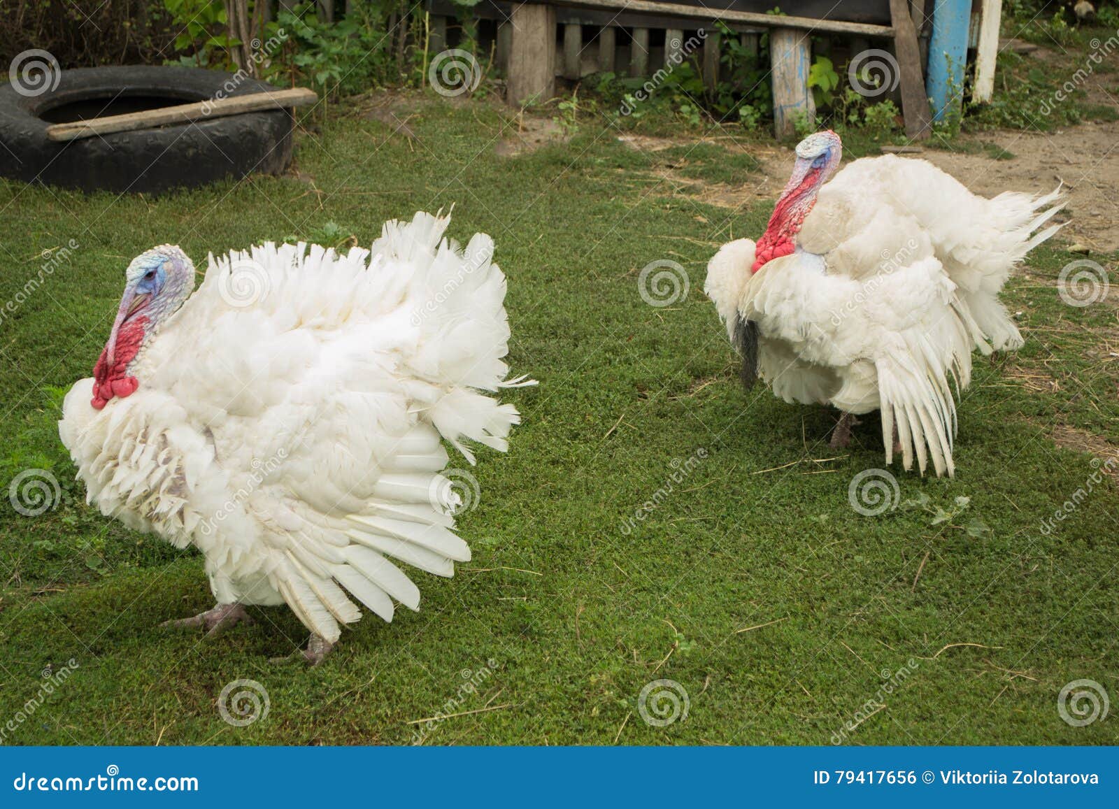 Poultry Turkey Walks on the Green Yard Stock Photo - Image of hunting,  bird: 79417656