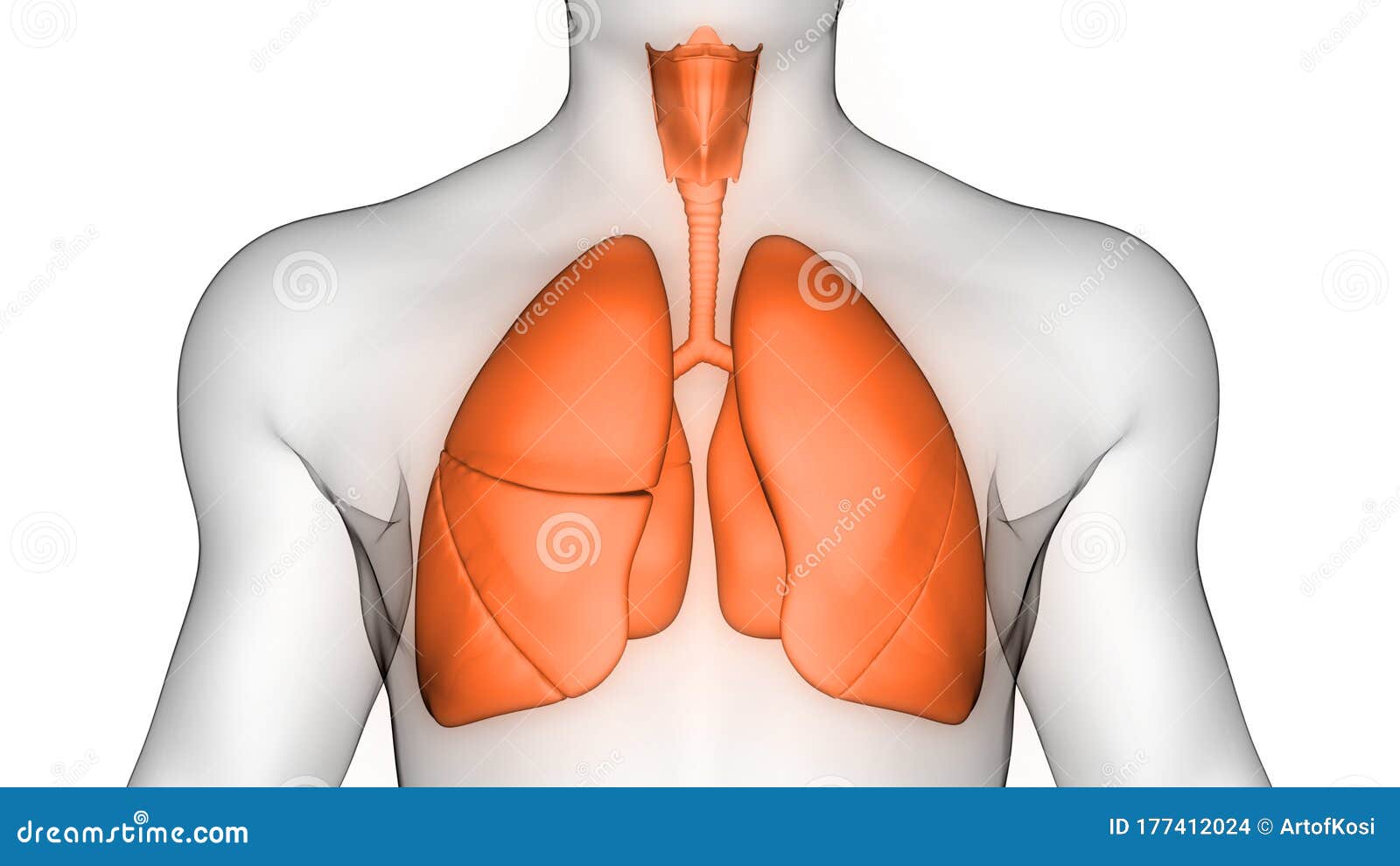 Appareil respiratoire, Système respiratoire, Schémas, Anatomie  Appareil  respiratoire, Anatomie corps humain, Anatomie du corps humain