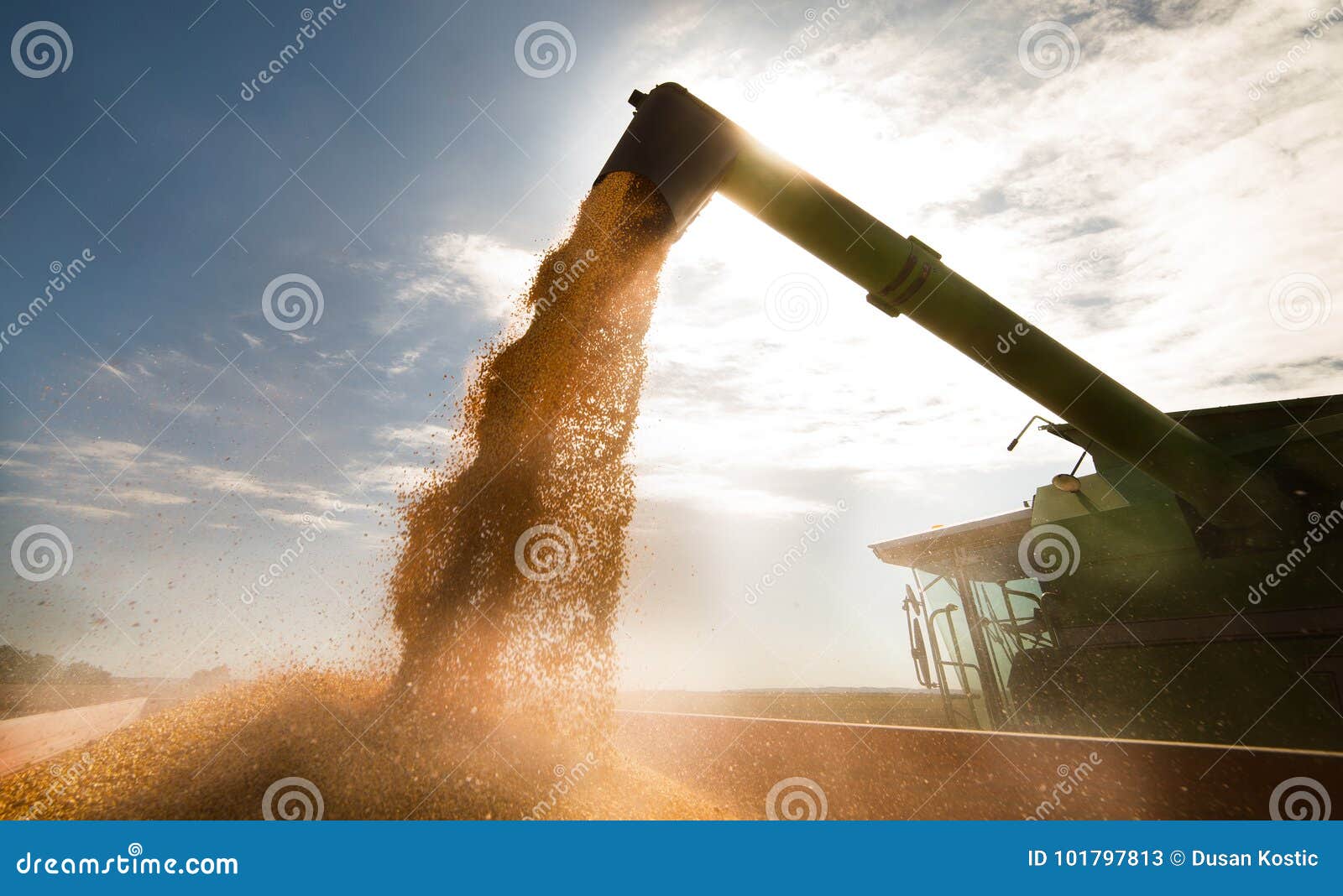 pouring corn grain into tractor trailer