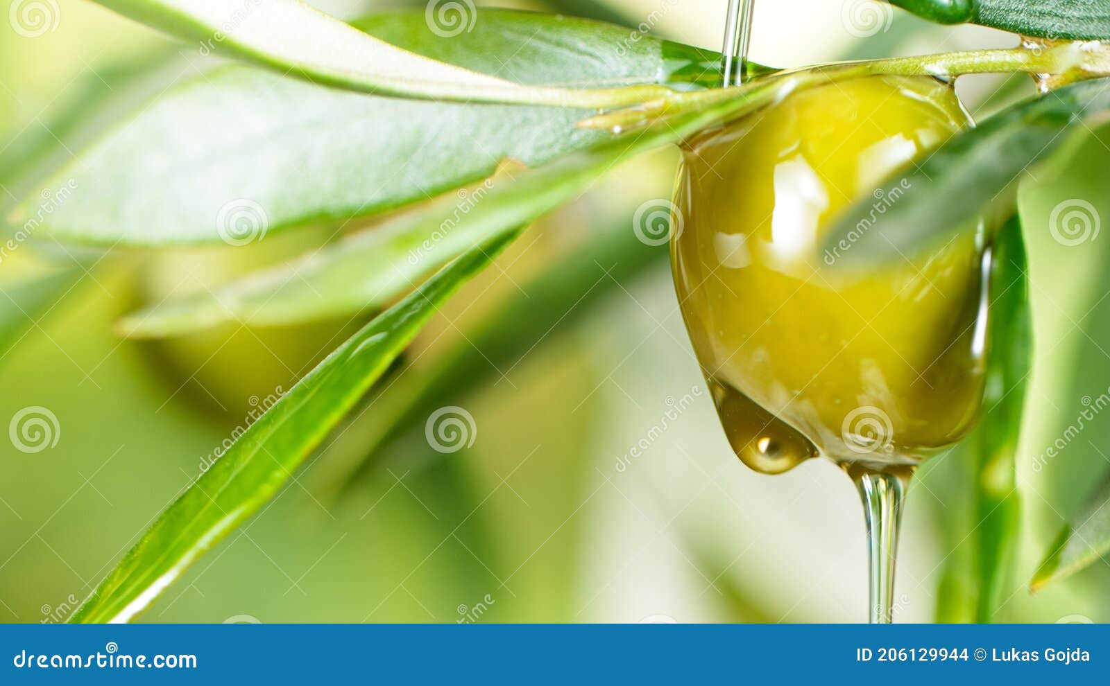 Pouring Olive Oil and Branch Stock Photo Image of branch, culture 206129944