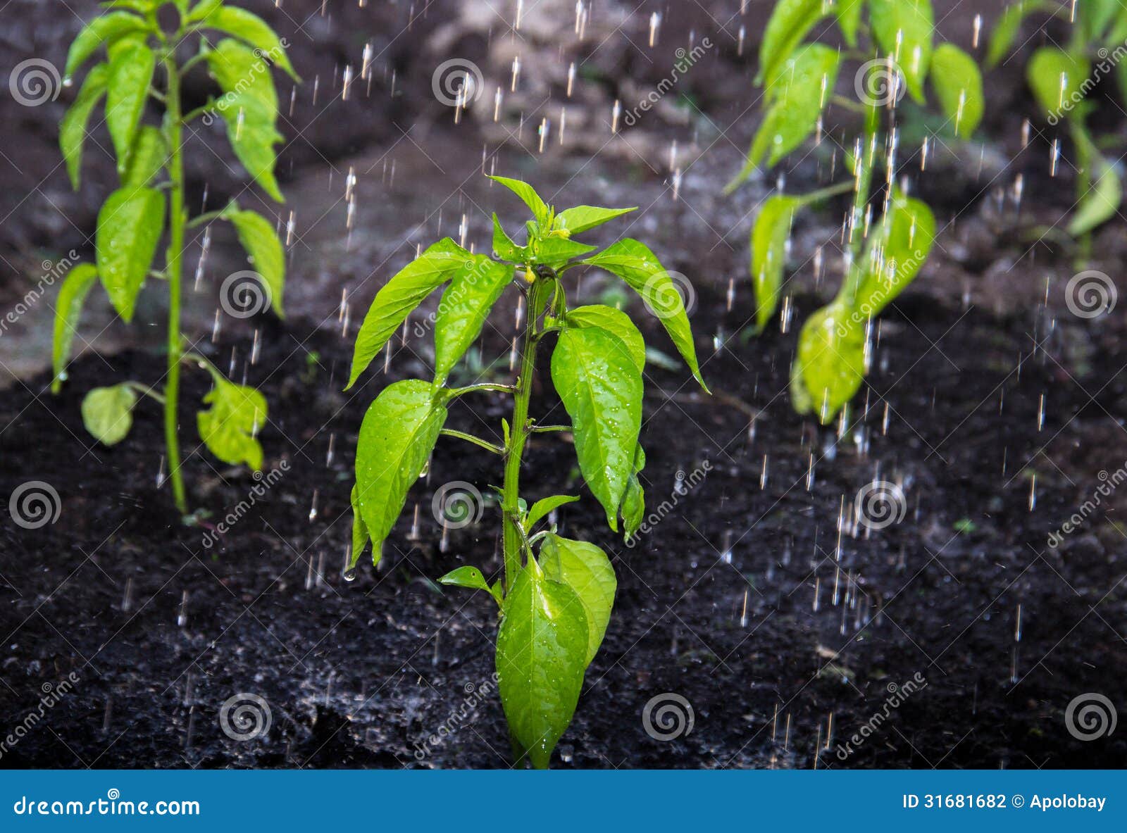 Pouring a Plant from a Watering Can Stock Photo Image of grow