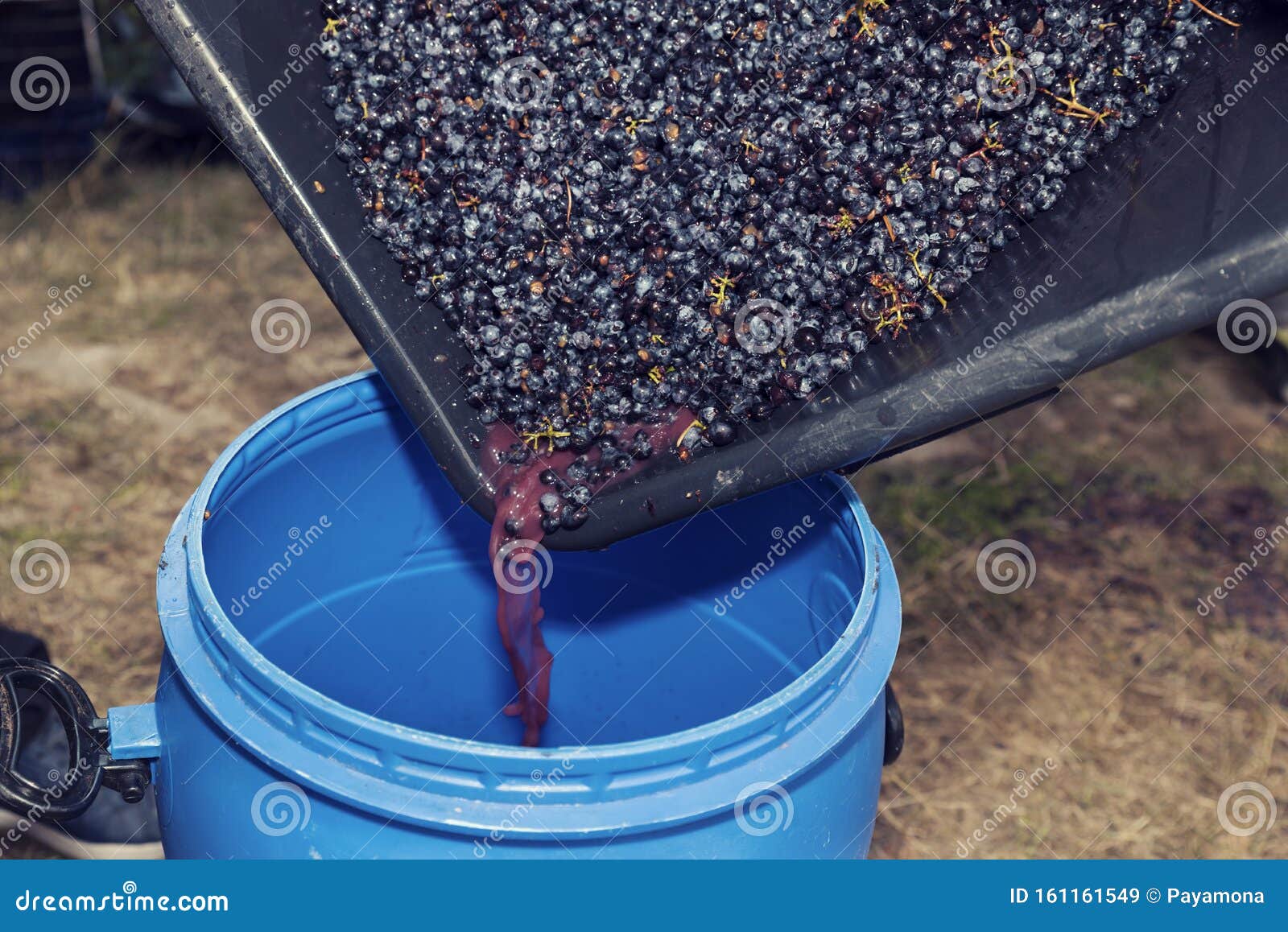 Pouring Squeezed Grapes and Juice during the Winemaking Process. Stock