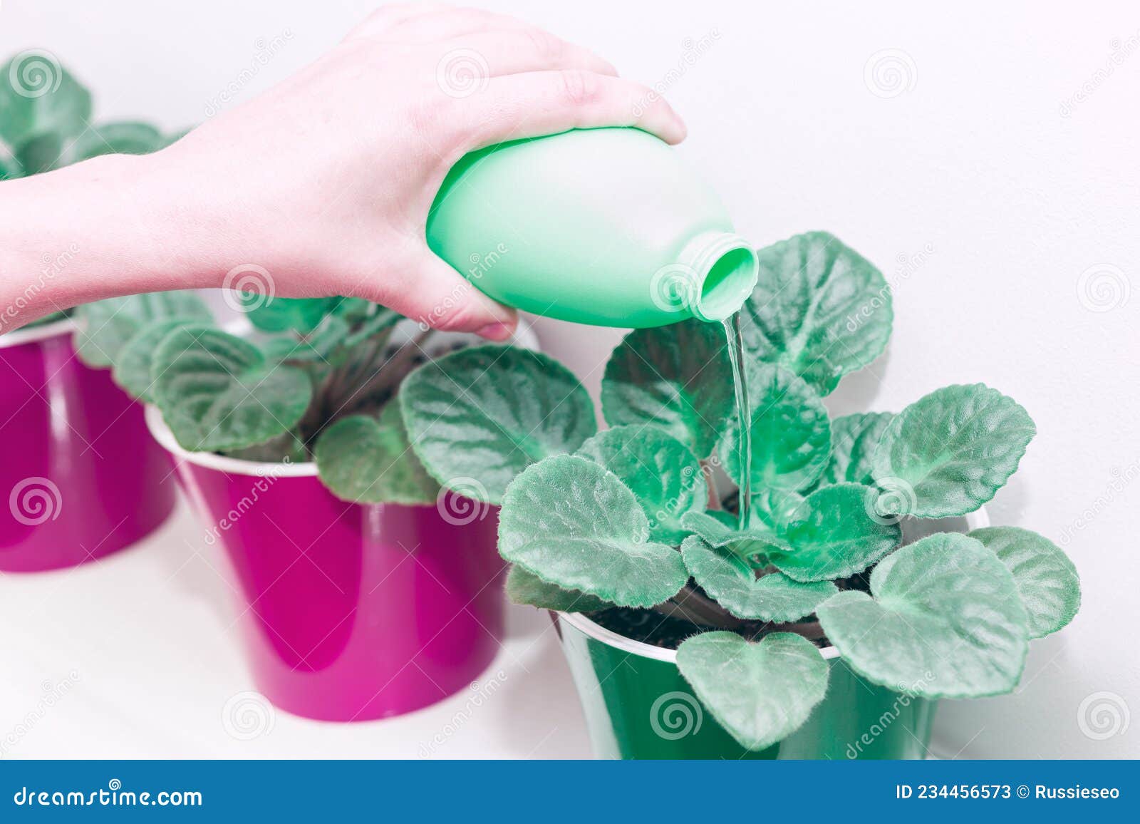 Pouring Water on a House Plant Stock Image Image of growth, fresh
