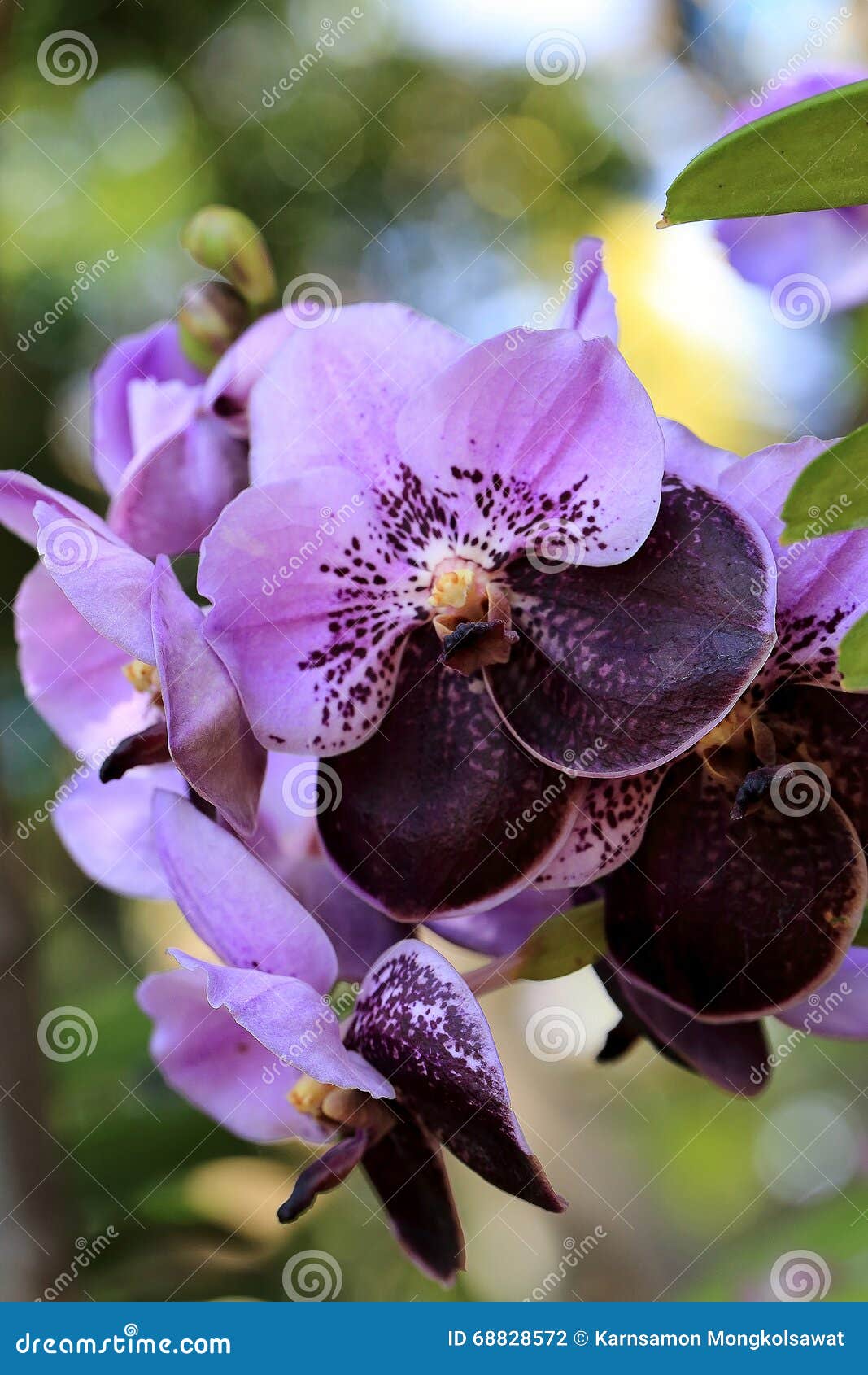 Pourpre - Orchidée Noire De Vanda Avec Le Fond Vert Naturel De Bokeh Photo  stock - Image du asie, environnement: 68828572