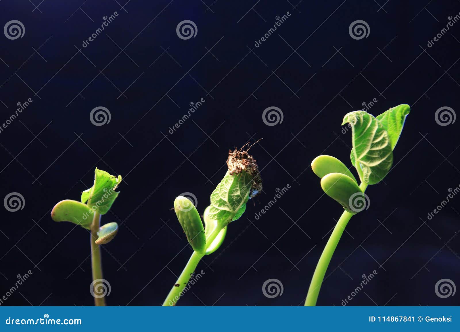 Pousse De Plante Verte élevant La Germination De La Nature Merveilleuse  D'été De Printemps De Graine D'isolement Sur Le Blanc Photo stock - Image  du couleur, ambiant: 114914524