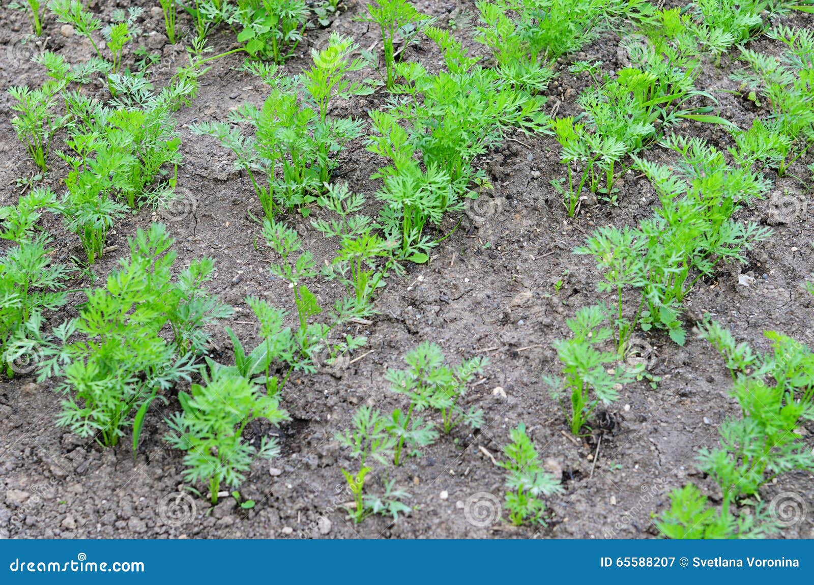 Pousses De Carottes Sur Le Lit Comme Fond Image Stock Image Du Frais Cordon