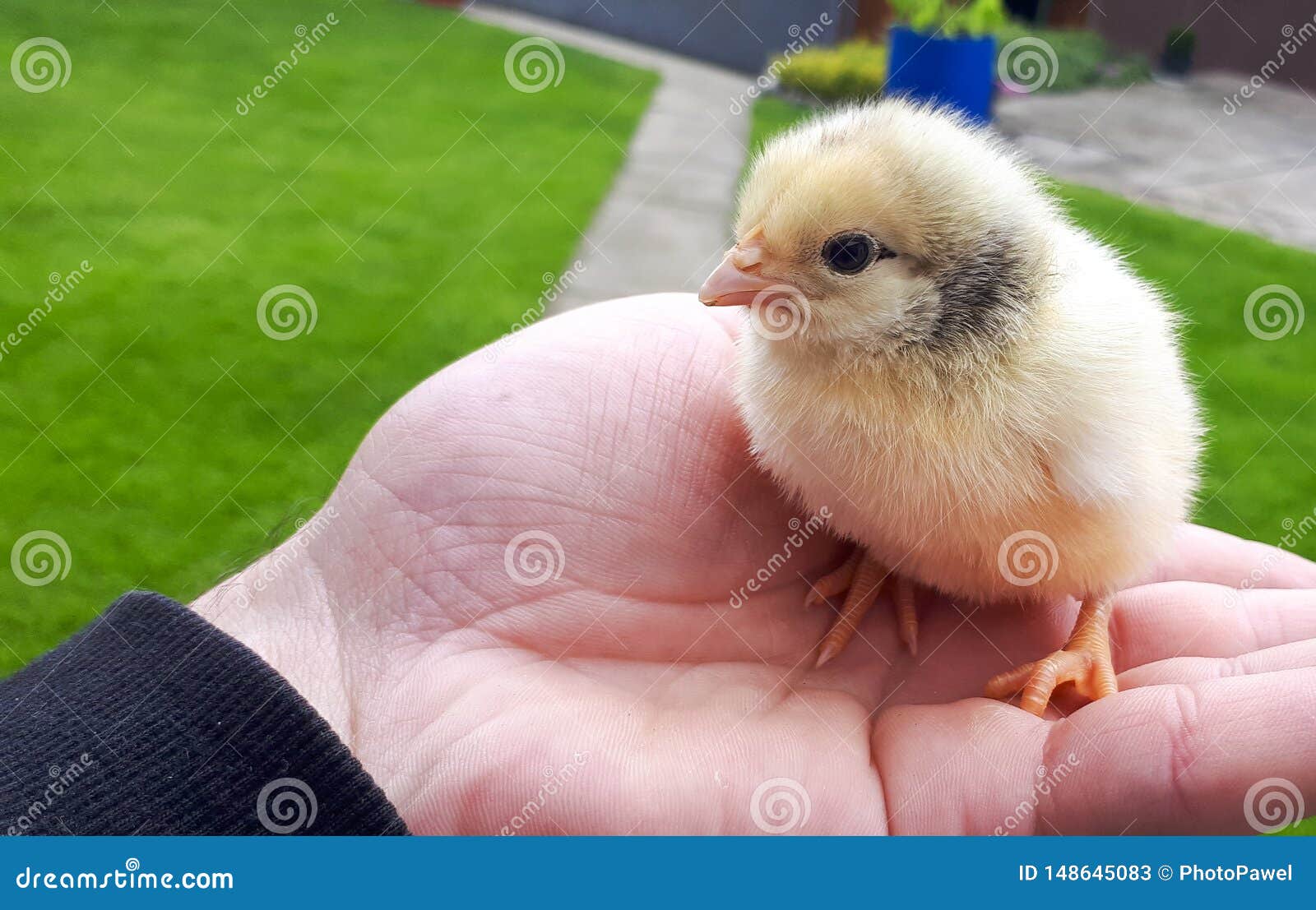 Poussin Drole De Bebe Image Stock Image Du Humain Incubateur Poussin Drole De Bebe Image Stock Image Du Humain Incubateur