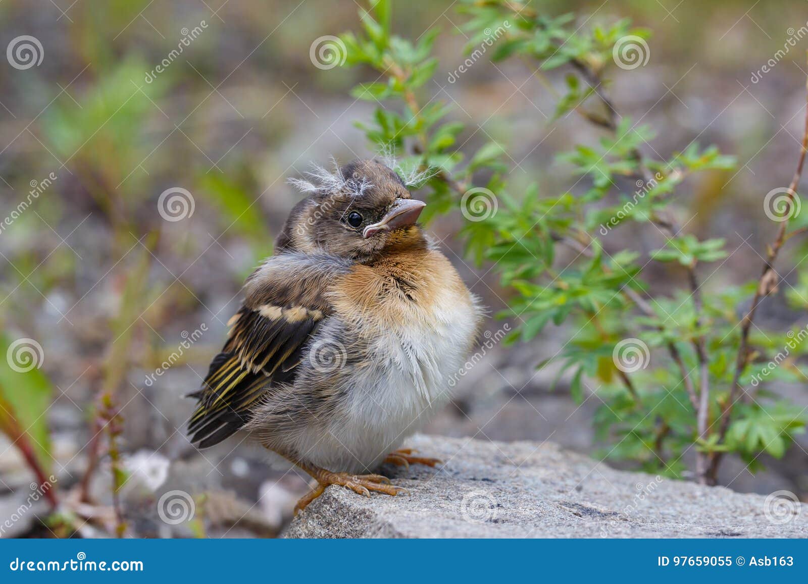 Poussin Drole De Pinson Image Stock Image Du Cheveu Poussin Drole De Pinson Image Stock Image Du Cheveu