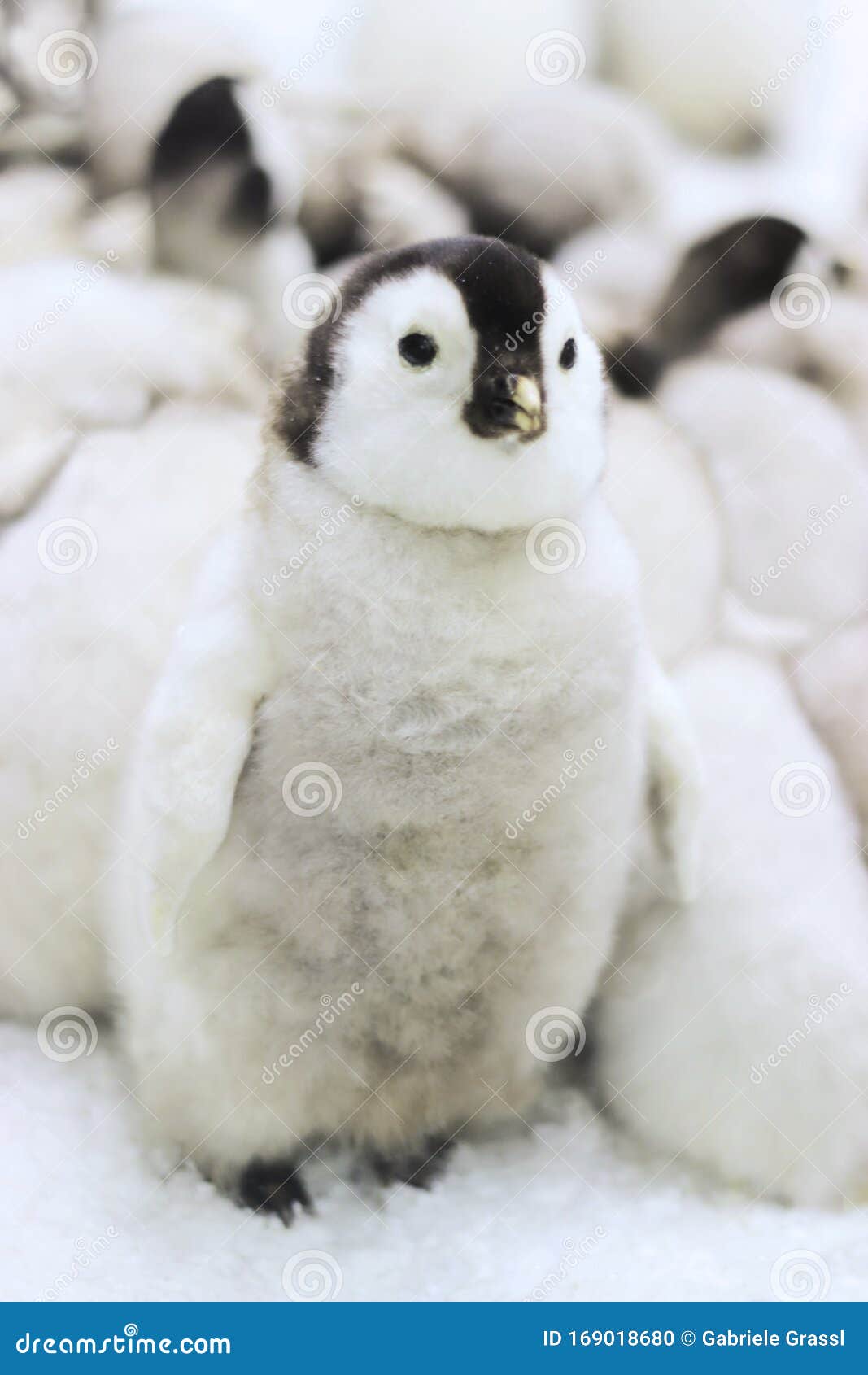 Poussin Mignon De Pingouin D Empereur Assis Devant D Autres Manchots De Bebe Photo Stock Image Du Verticale Mignon Poussin Mignon De Pingouin D Empereur Assis Devant D Autres Manchots De Bebe Photo Stock Image Du Verticale Mignon