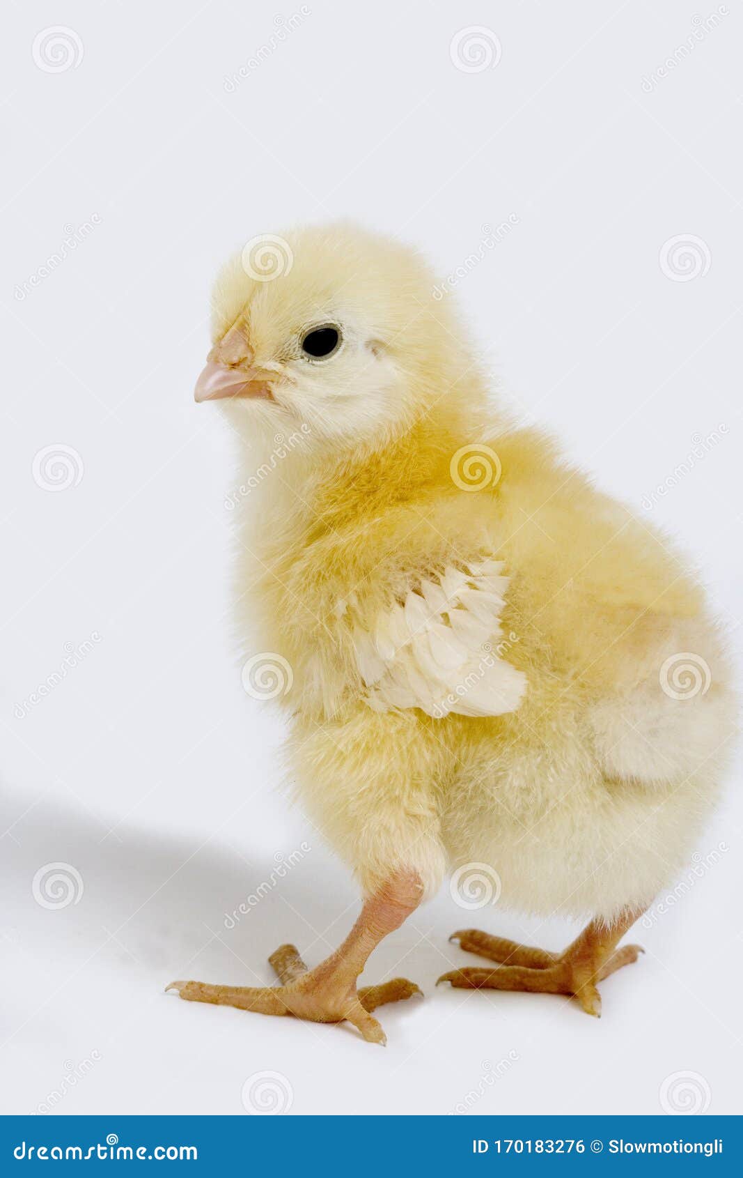 6 poulets de Pâques Mini poussins de Pâques moelleux Poussins jouets Œuf de Pâques Poulets Œufs de Pâques jaunes Poulets de Pâques Nids de poulet Chasse aux œufs