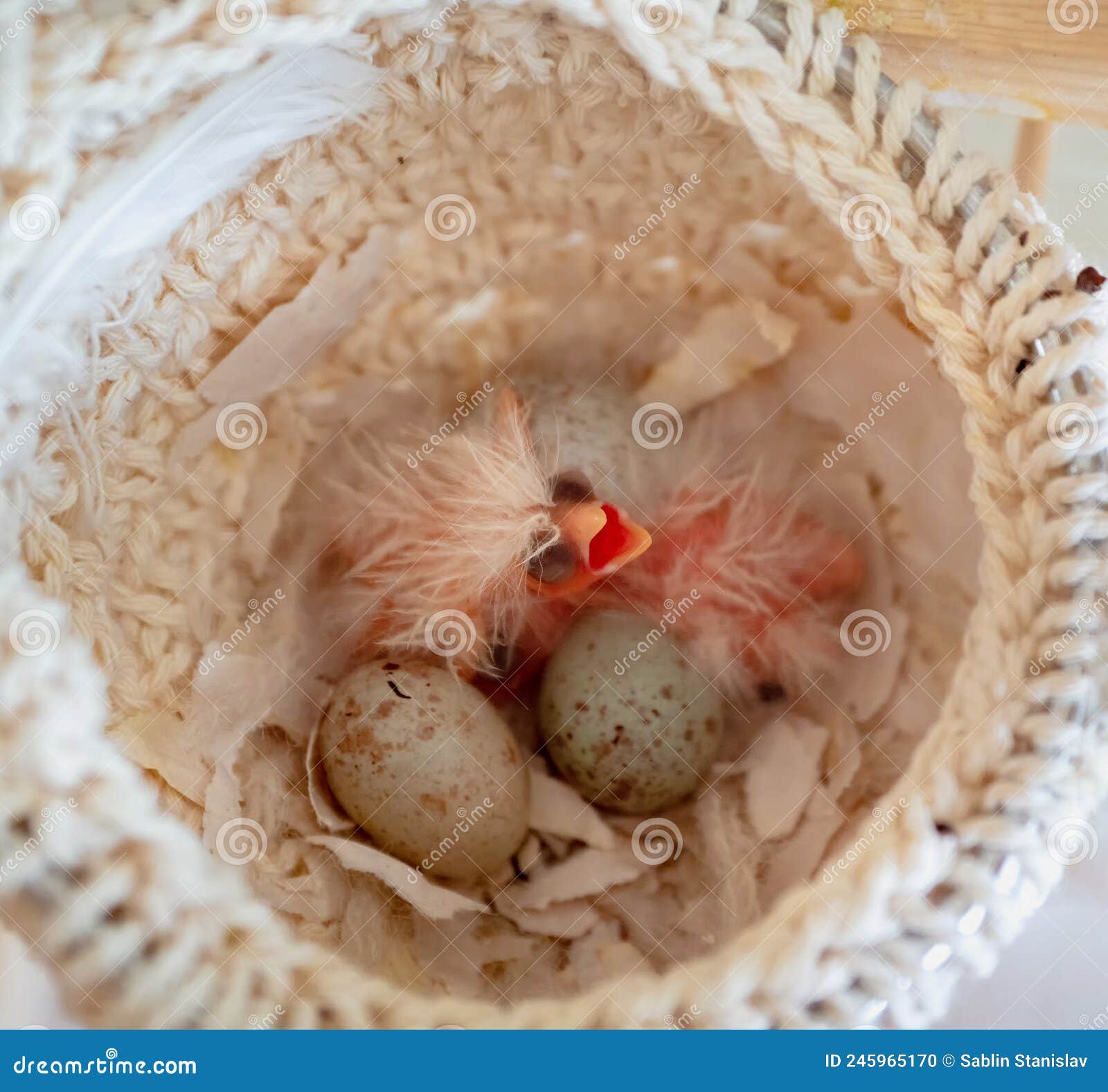 Poussins Et Oeufs De Canaris Nouvellement éclos Dans Le Nid