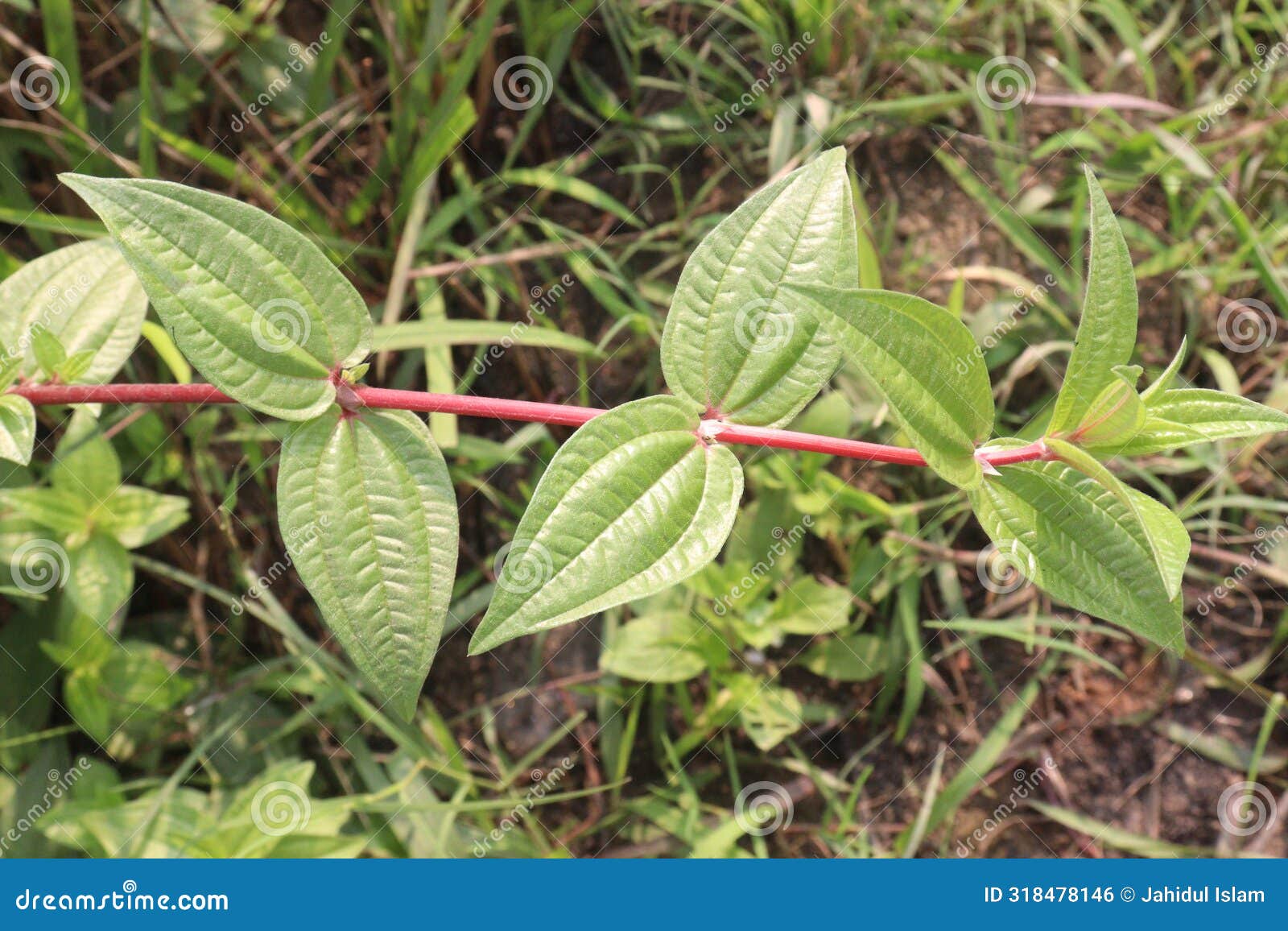 pouzolzia hirta plant on jungle