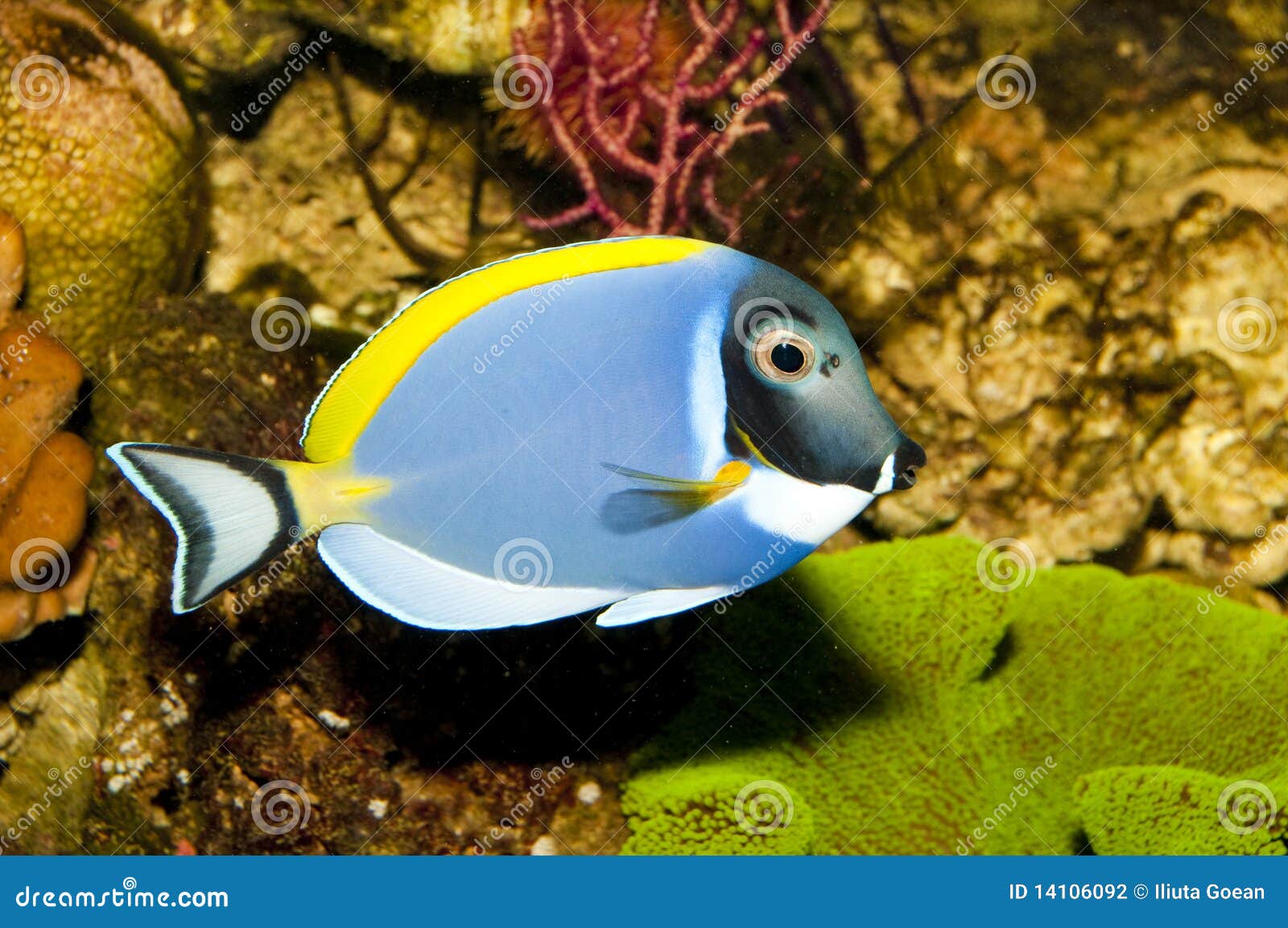 Powder Blue Tang in Aquarium Stock Photo Image of fish, reef 14106092
