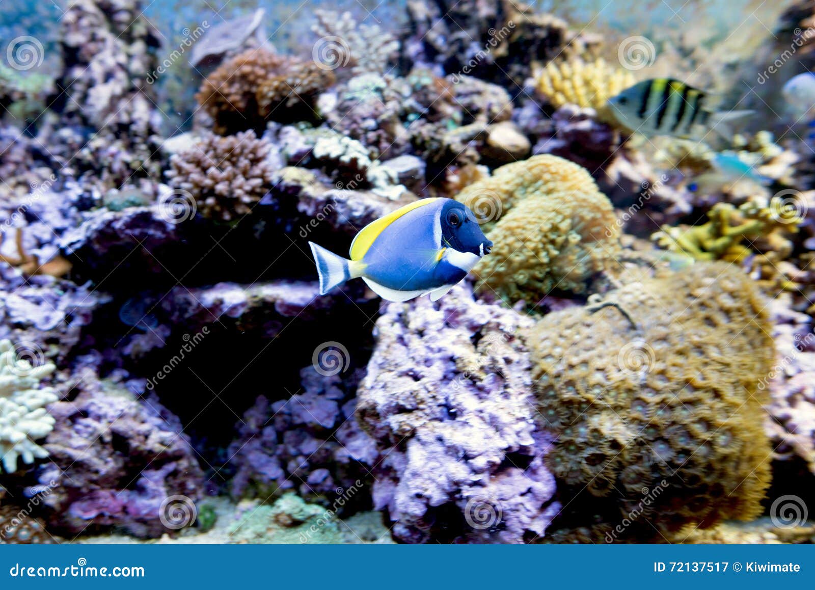 Powder Blue Tang fish stock image. Image of blue, aquarium 72137517