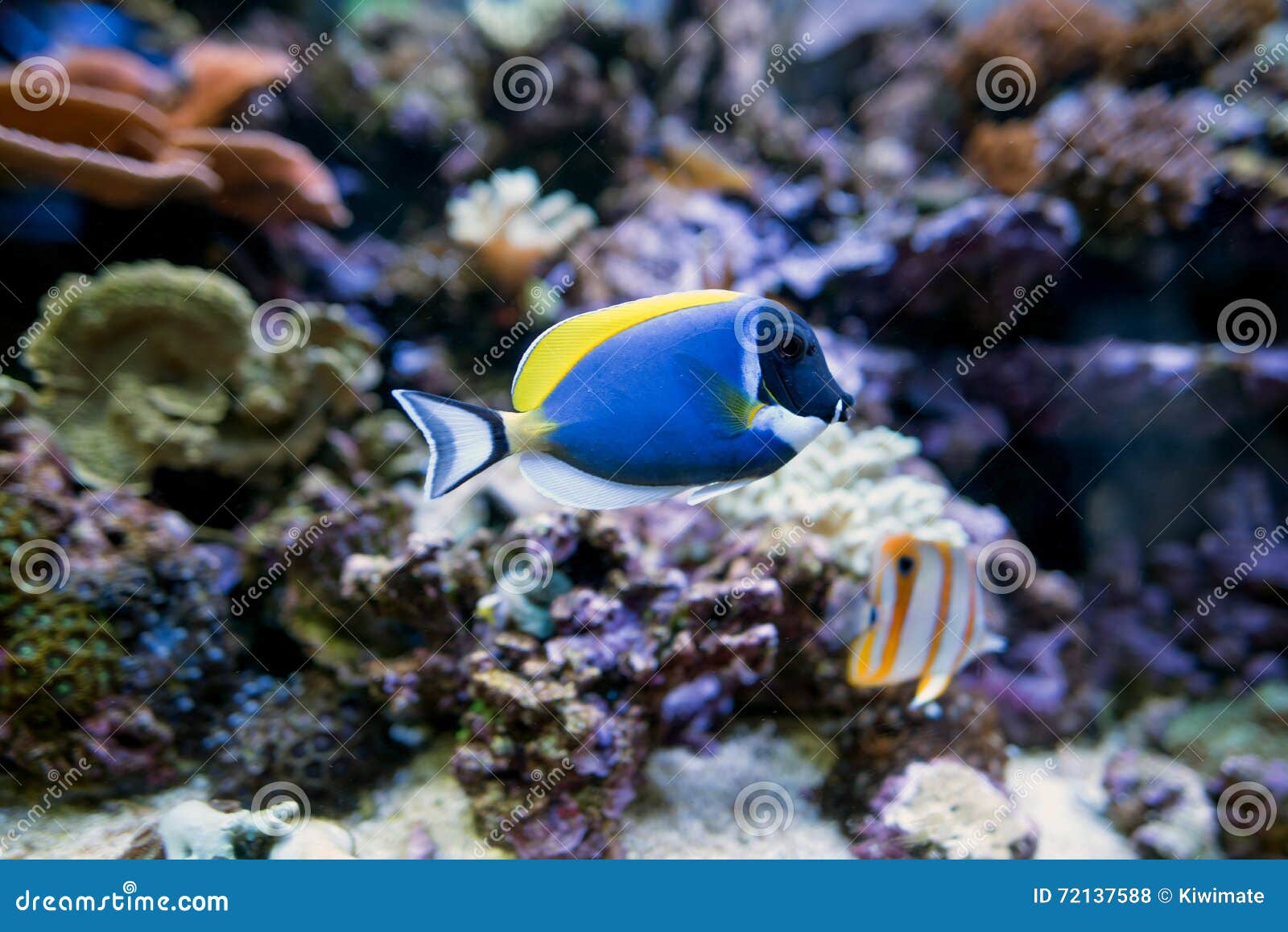 Powder Blue Tang fish stock photo. Image of surgeonfish 72137588