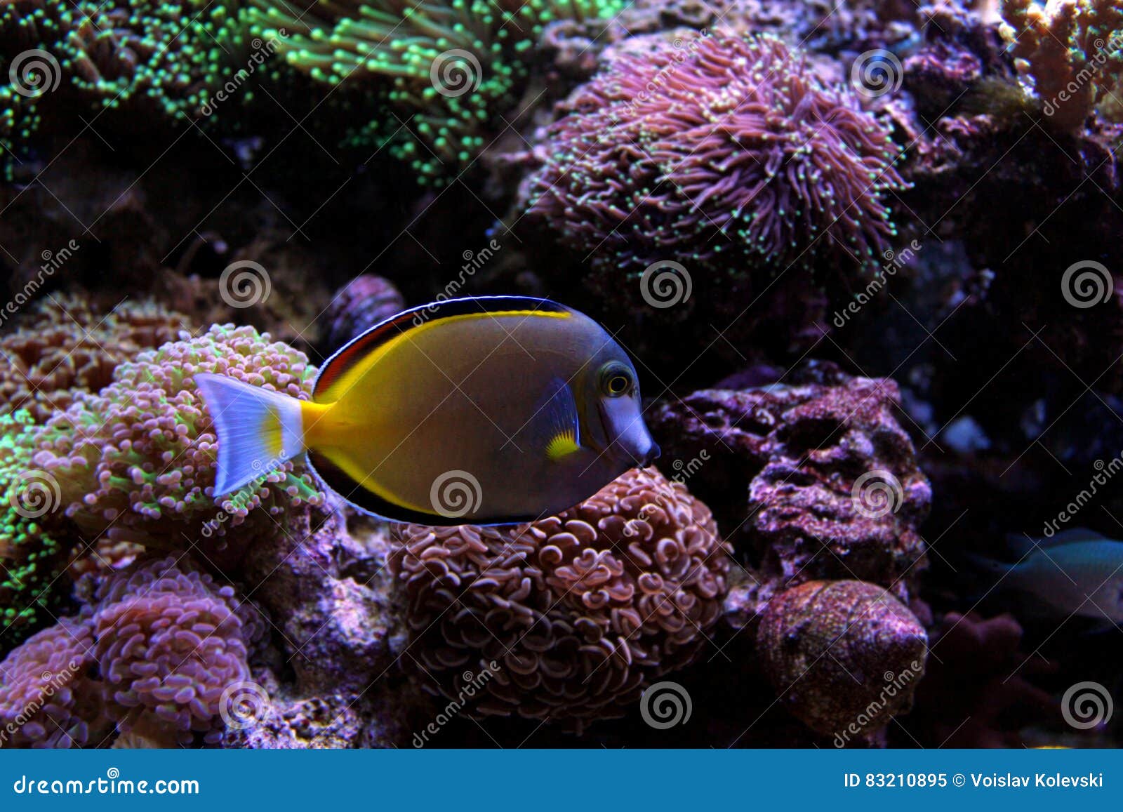 Powder Brown Tang stock image. Image of fish, underocean 83210895