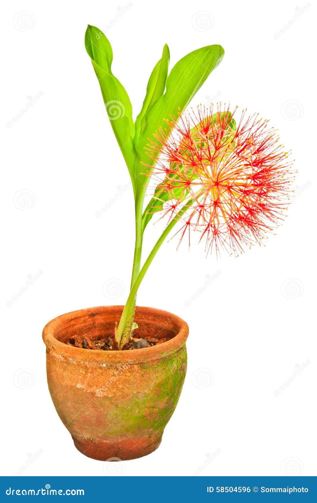 Powder puff lily stock photo. Image of botany, pink, blossom 58504596