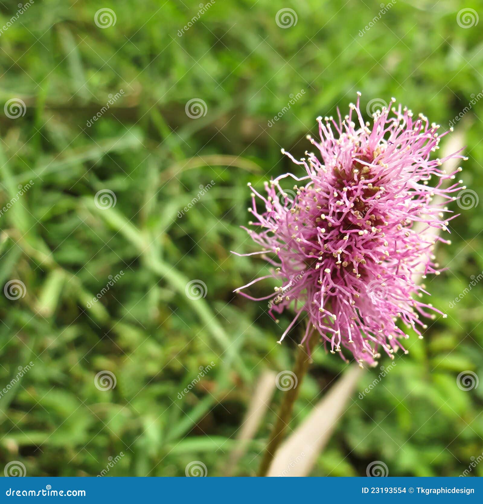 Powder puff mimosa stock photo. Image of meadow, mimosa 23193554