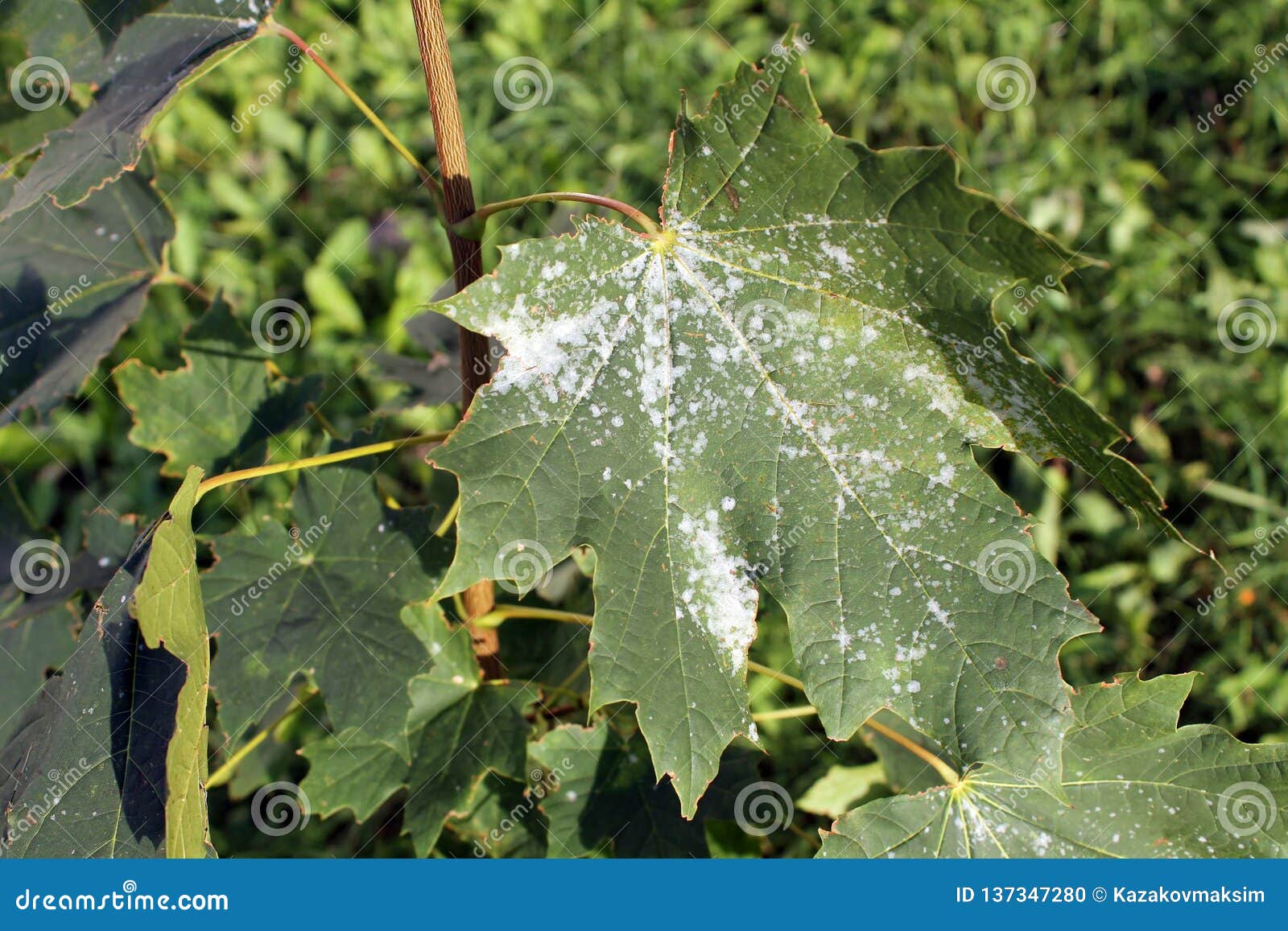 Powdery Mildew On Norway Maple Maple Tree Fungal Disease Stock Photo Image Of Tulasnei Diseased Powdery Mildew On Norway Maple Maple Tree Fungal Disease Stock Photo Image Of Tulasnei Diseased