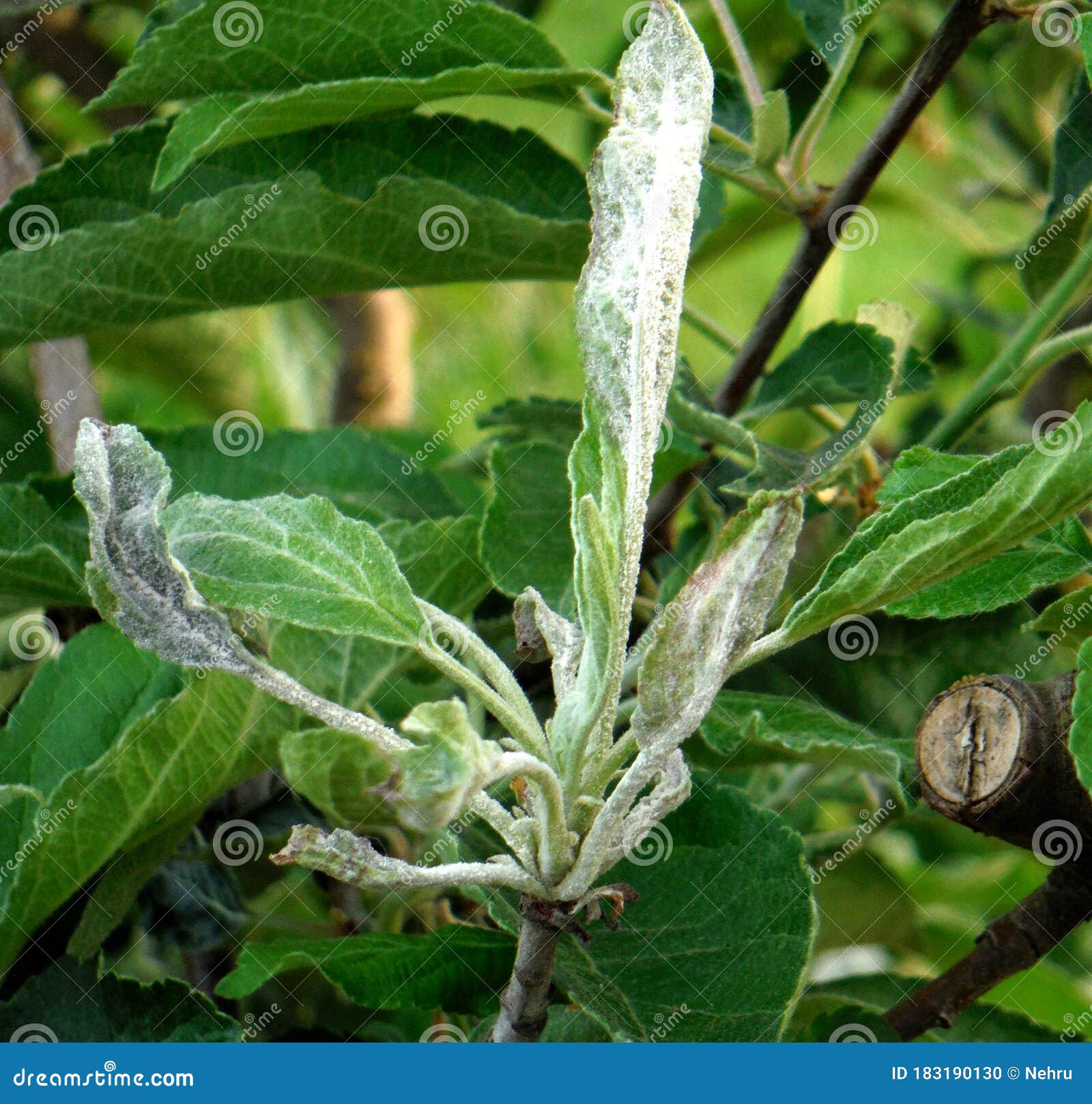 Powdery Mildew ,Podoshpaera Leucotricha On An Apple Tree Stock