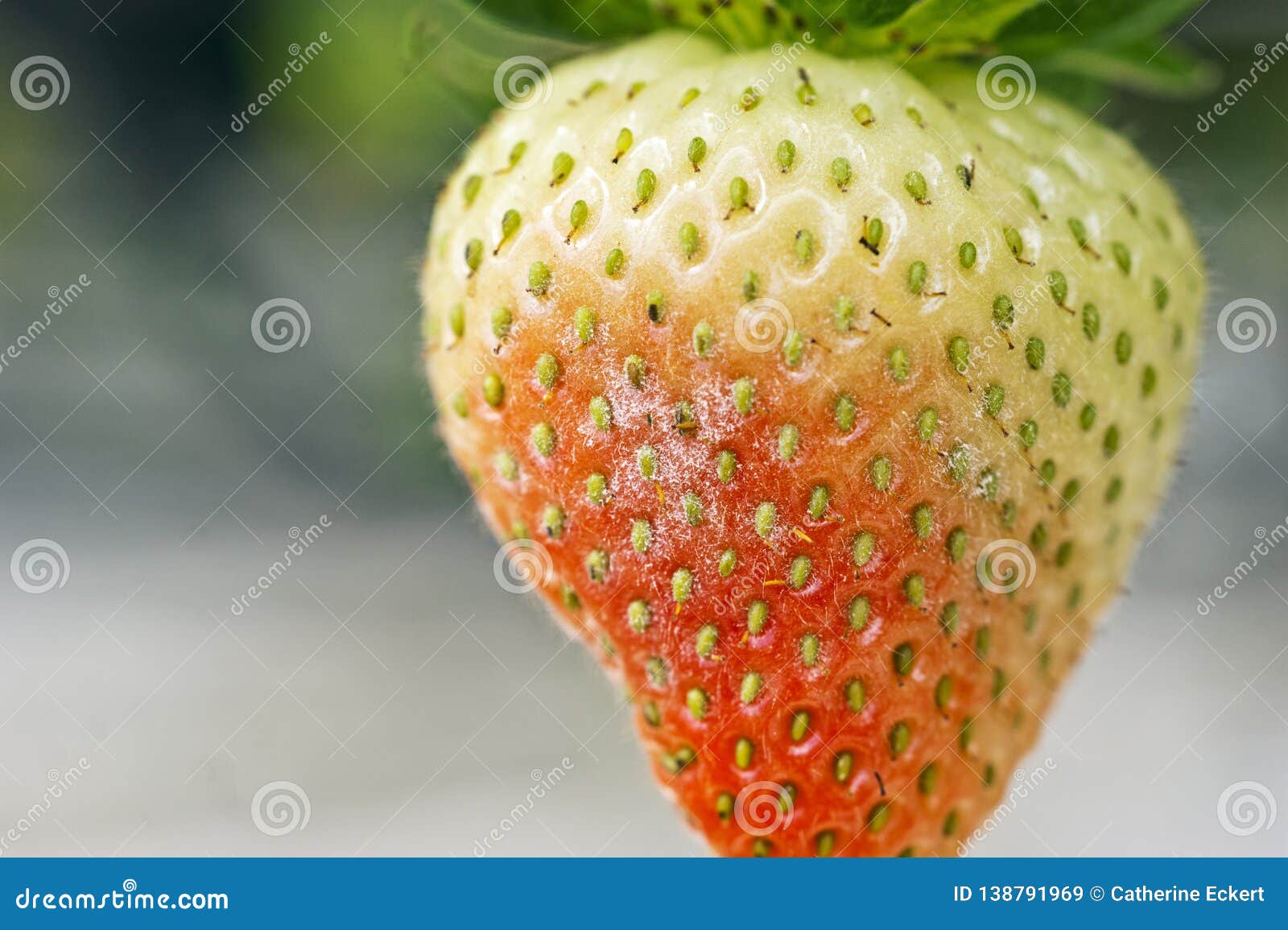 powdery mildew podosphaera aphanis fungal growth on a ripening strawberry fruit